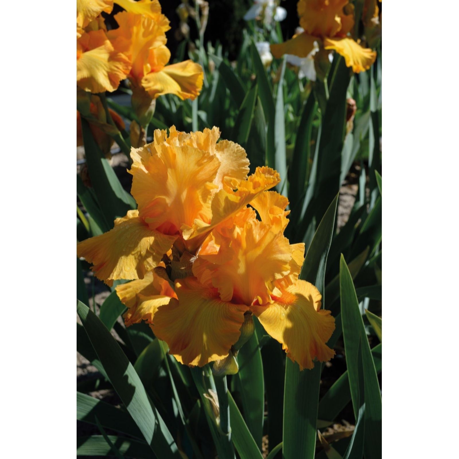 Thompson & Morgan Iris Re-Blooming Collection x 5 Bare Roots