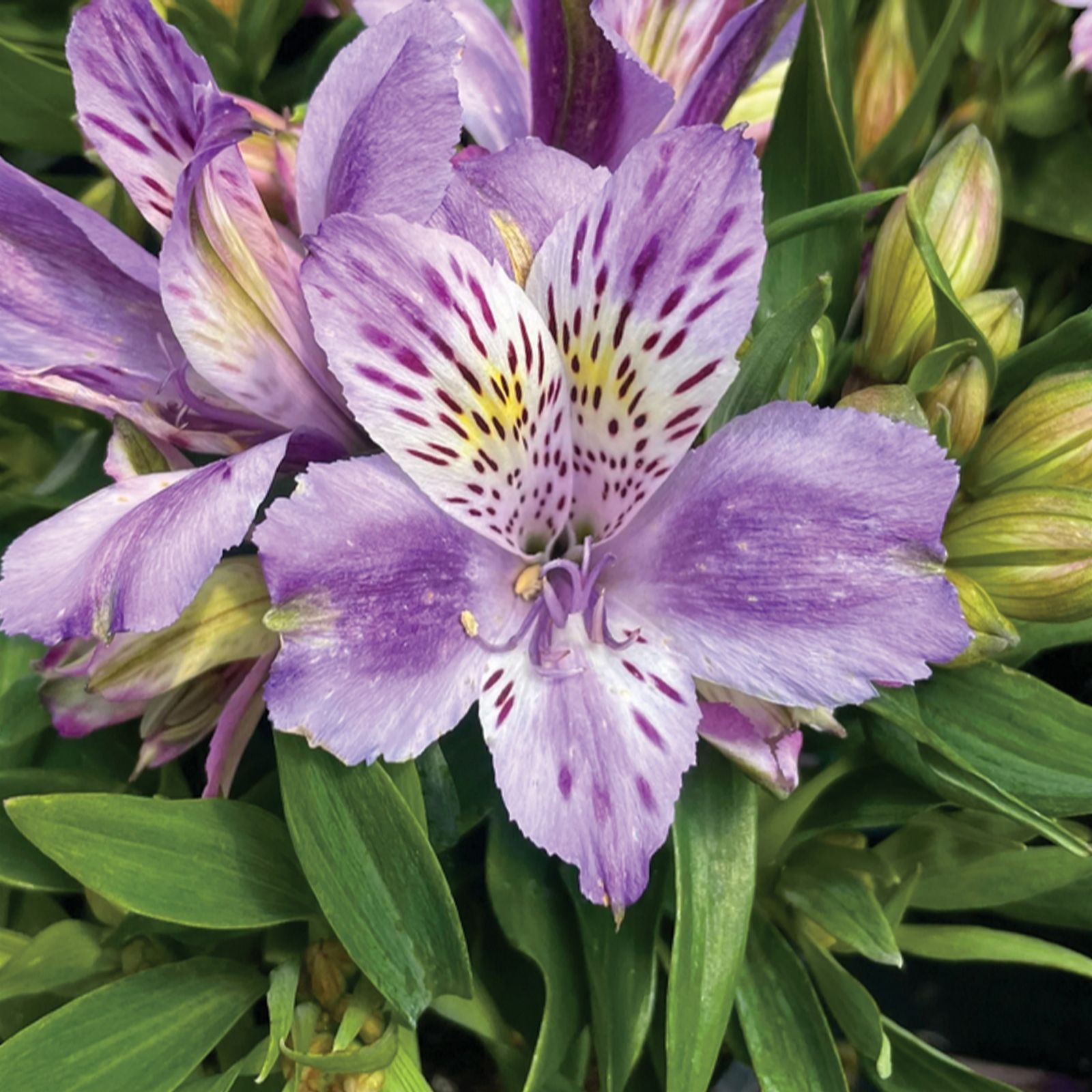 de Jager Amazing Alstroemeria x 5