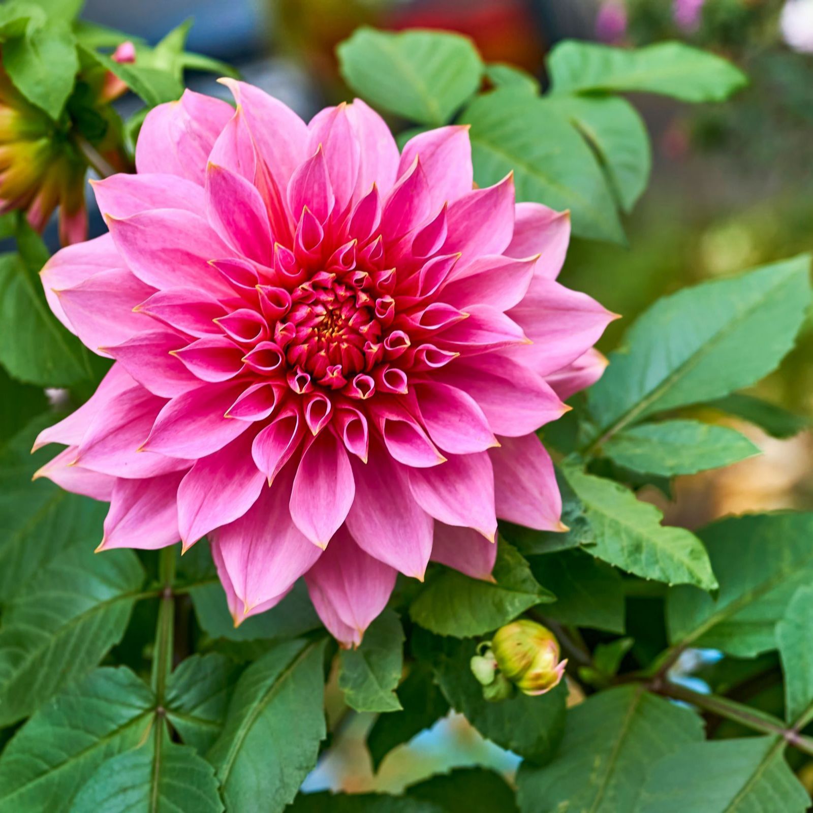 Thompson & Morgan Dahlia Showstoppers 3 litre pot x1