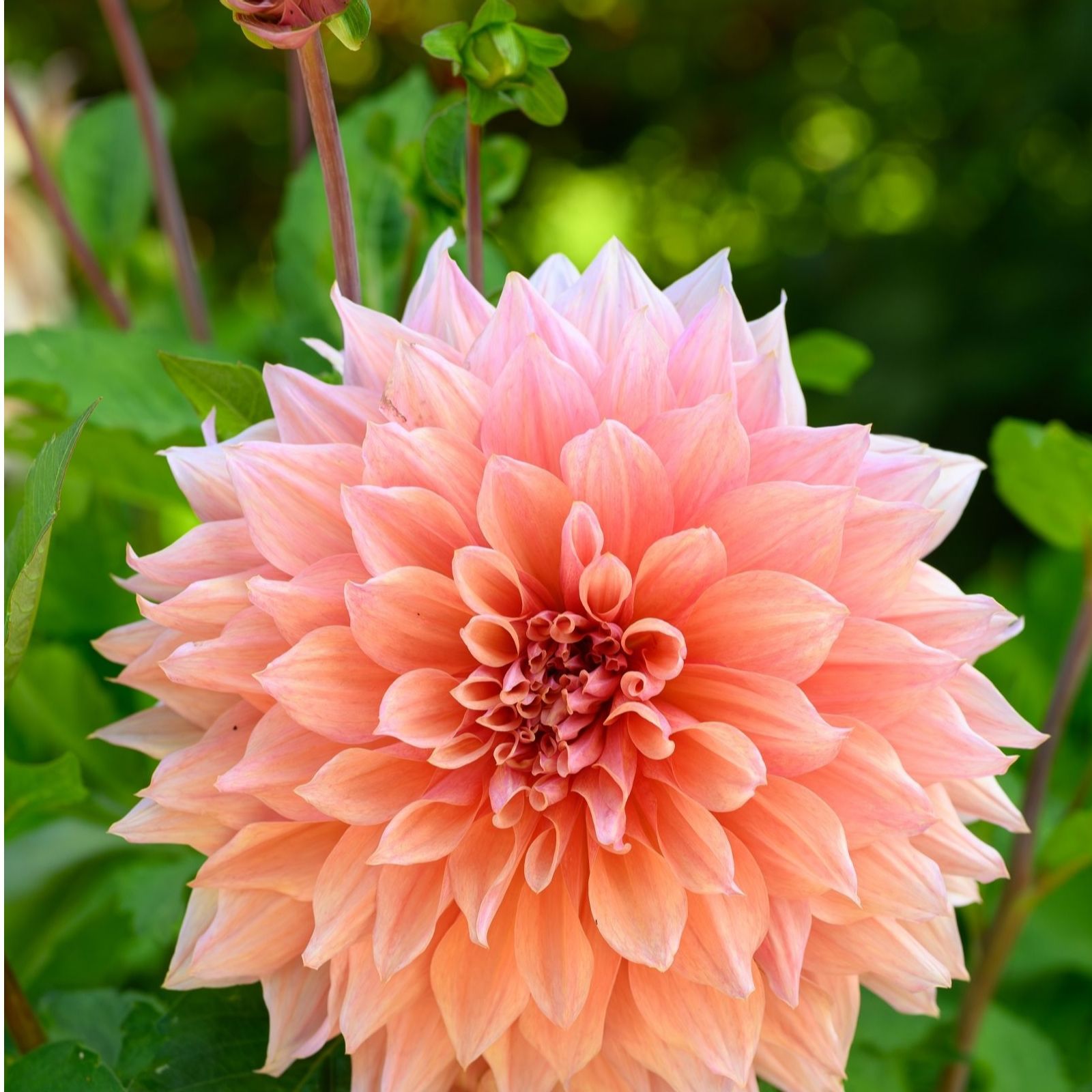 Thompson & Morgan Dahlia Showstoppers 3 litre pot x1