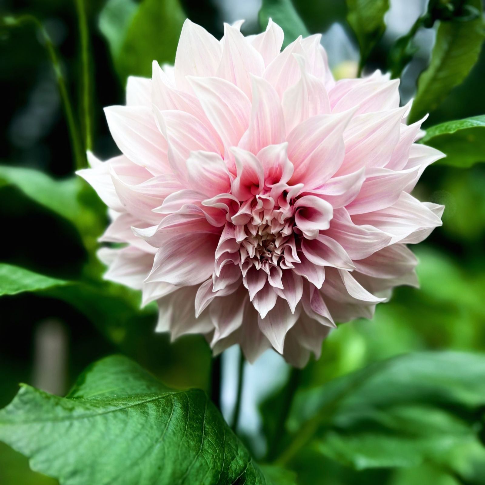 Thompson & Morgan Dahlia Showstoppers 3 litre pot x1