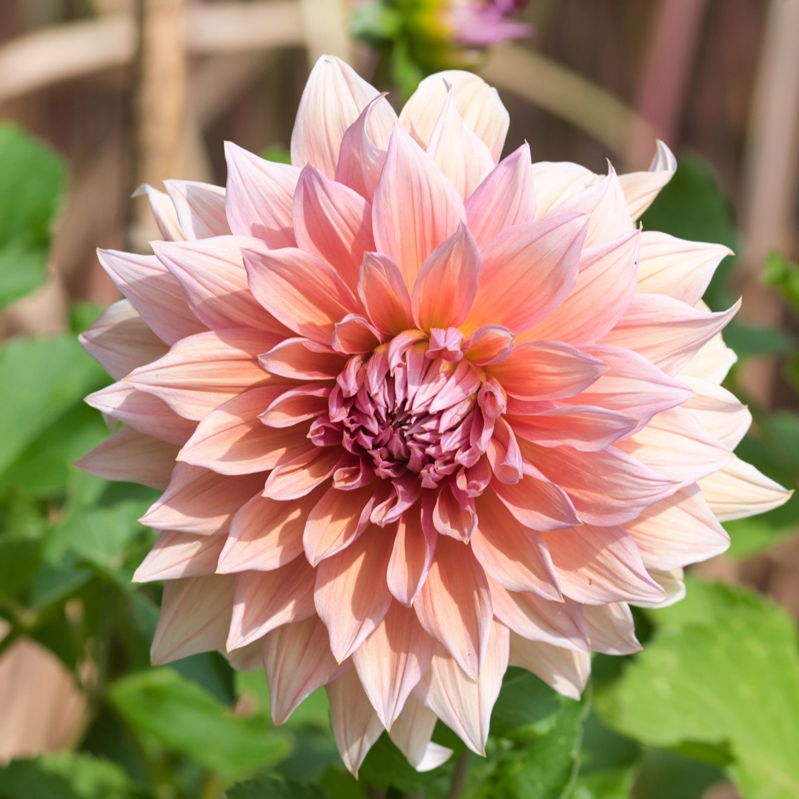 Thompson & Morgan Dahlia Showstoppers 3 litre pot x1