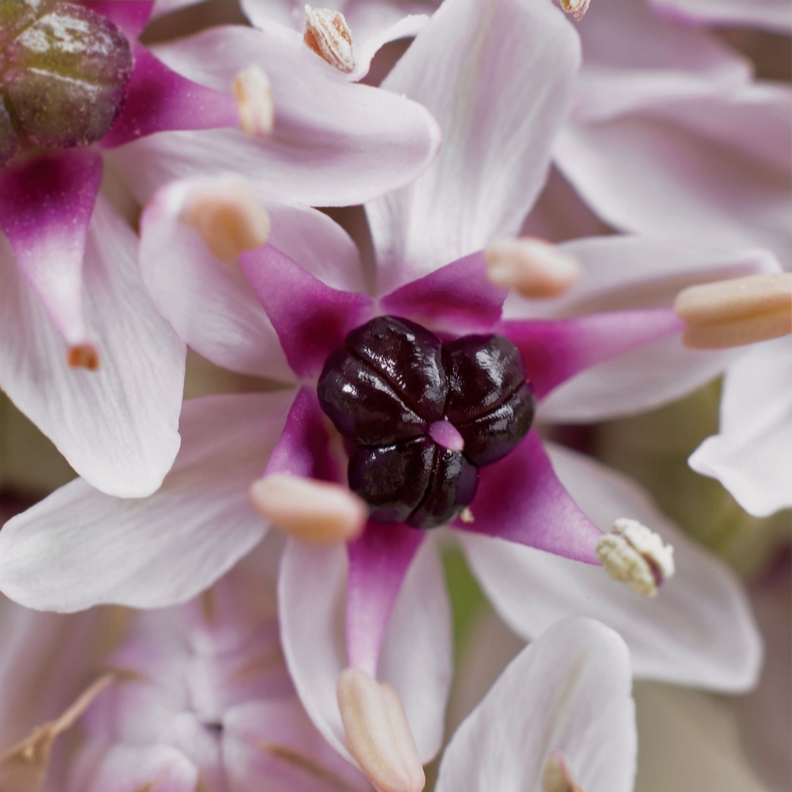 de Jager Breathtaking Allium Silverspring x 5 ODO