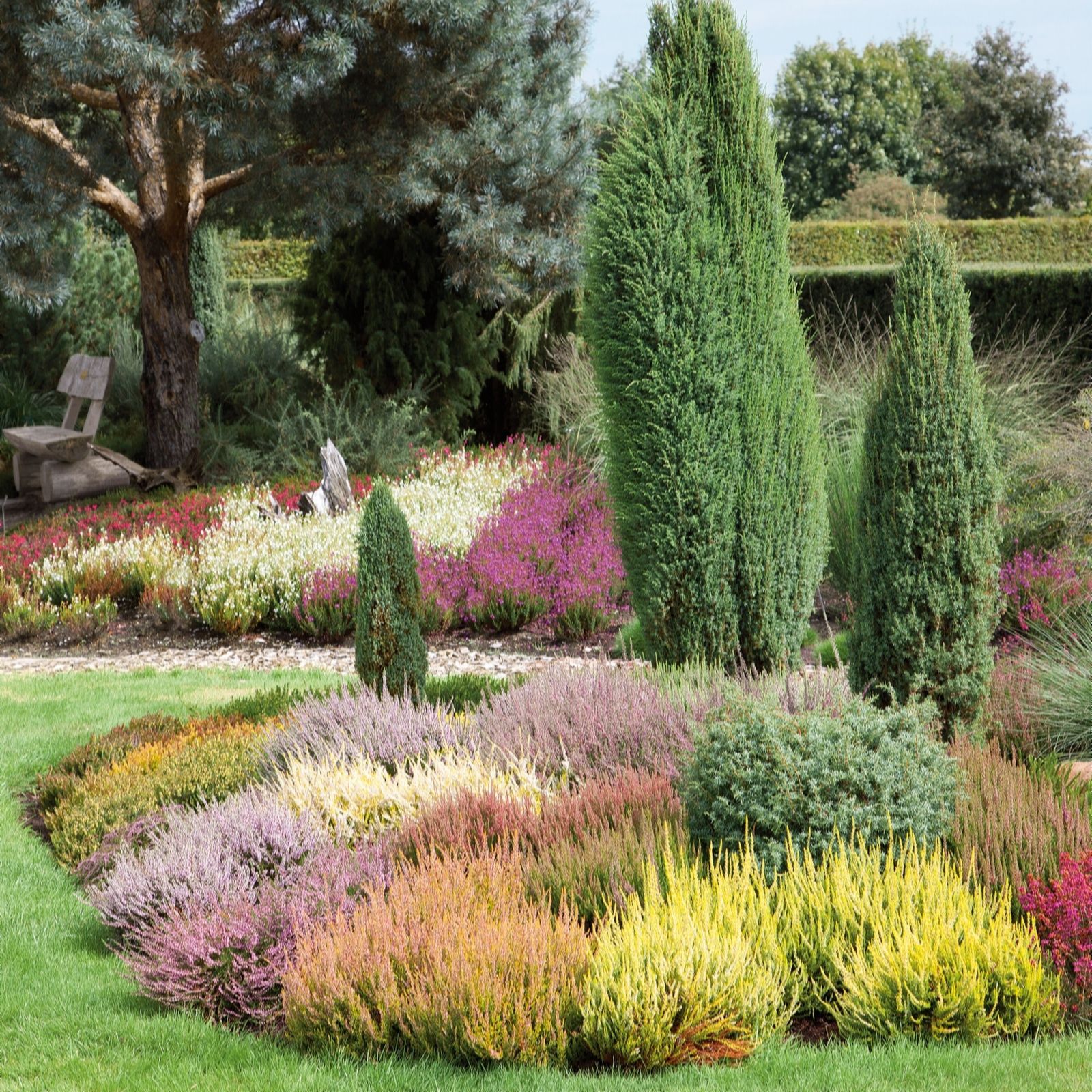 Plants2Gardens Heather Collection 5 x 9cm Potted Plants