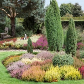 Plants2Gardens Heather Collection 5 x 9cm Potted Plants