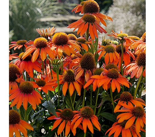 Precious Plants Echinacea Lakota Orange 3 x 3.1cm young plants