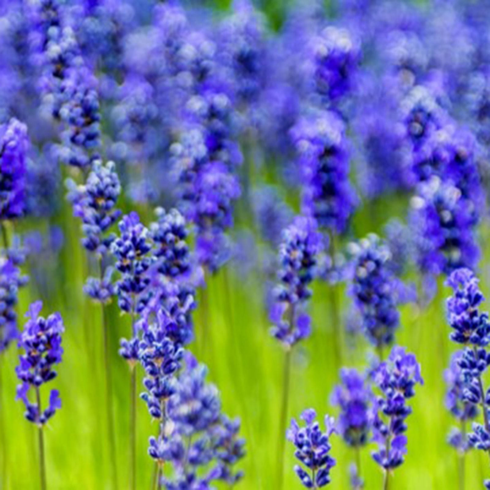 Hayloft Plants Quintessential Lavender Collection 5x 1 Litre QVC UK