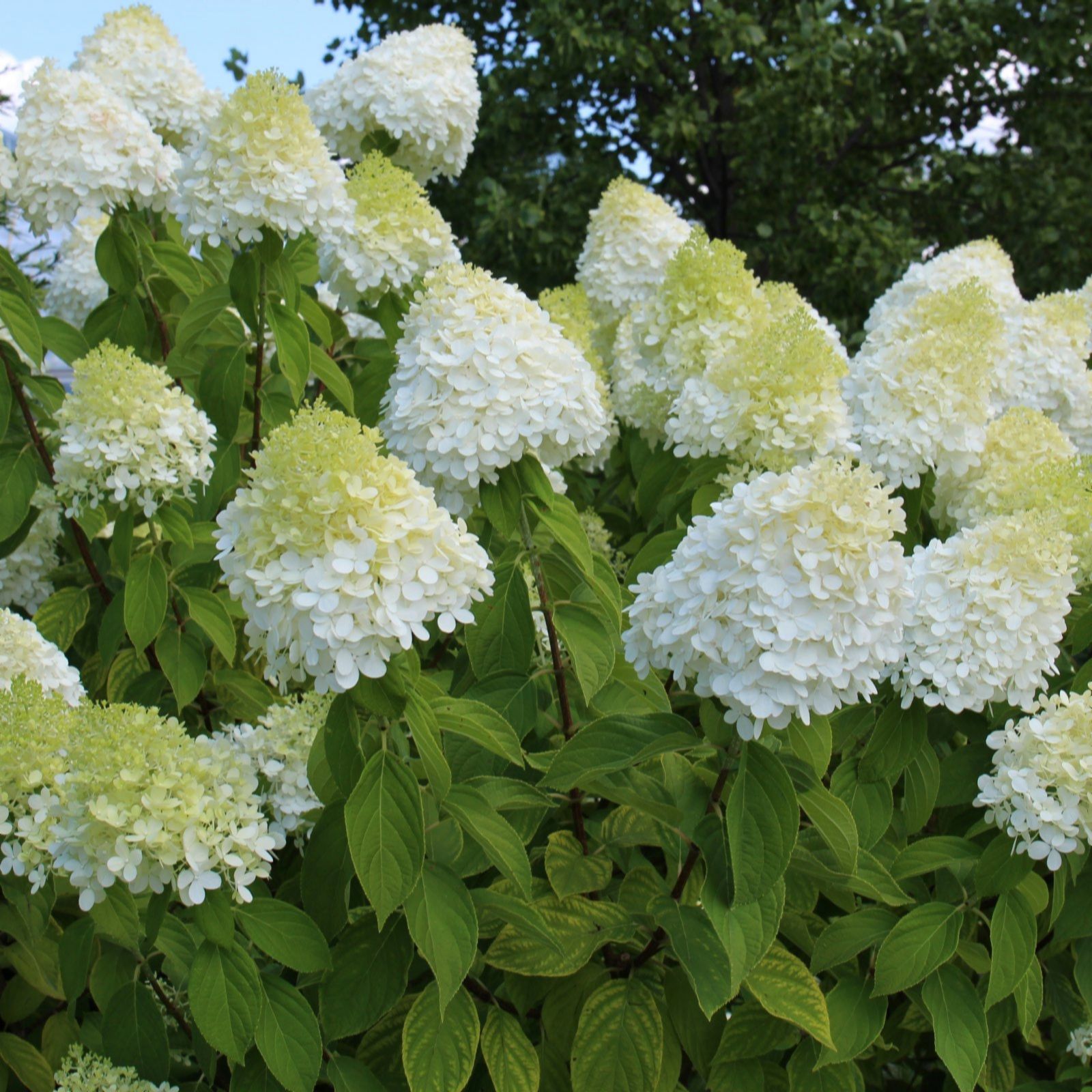 Thompson & Morgan Hydrangea Limelight 3.6 Litre Pot x 1