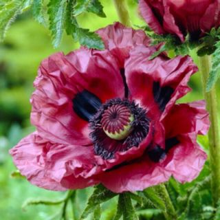 YouGarden Poppy Patty's Plum 9cm pots x3