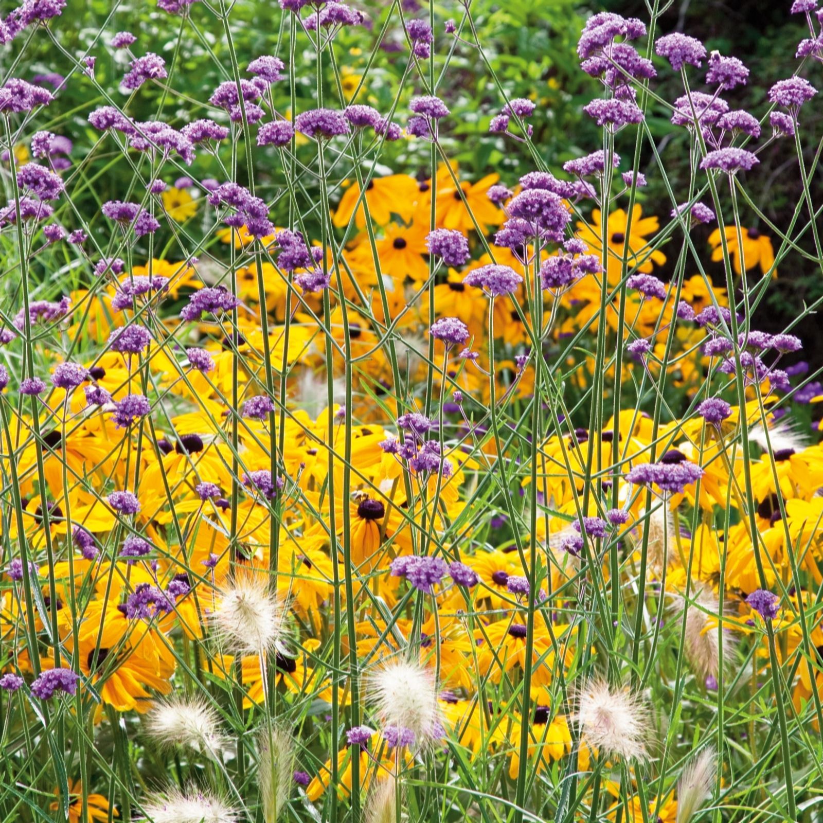 Plants2Gardens Verbena Bonariensis 3x 2ltr - QVC UK