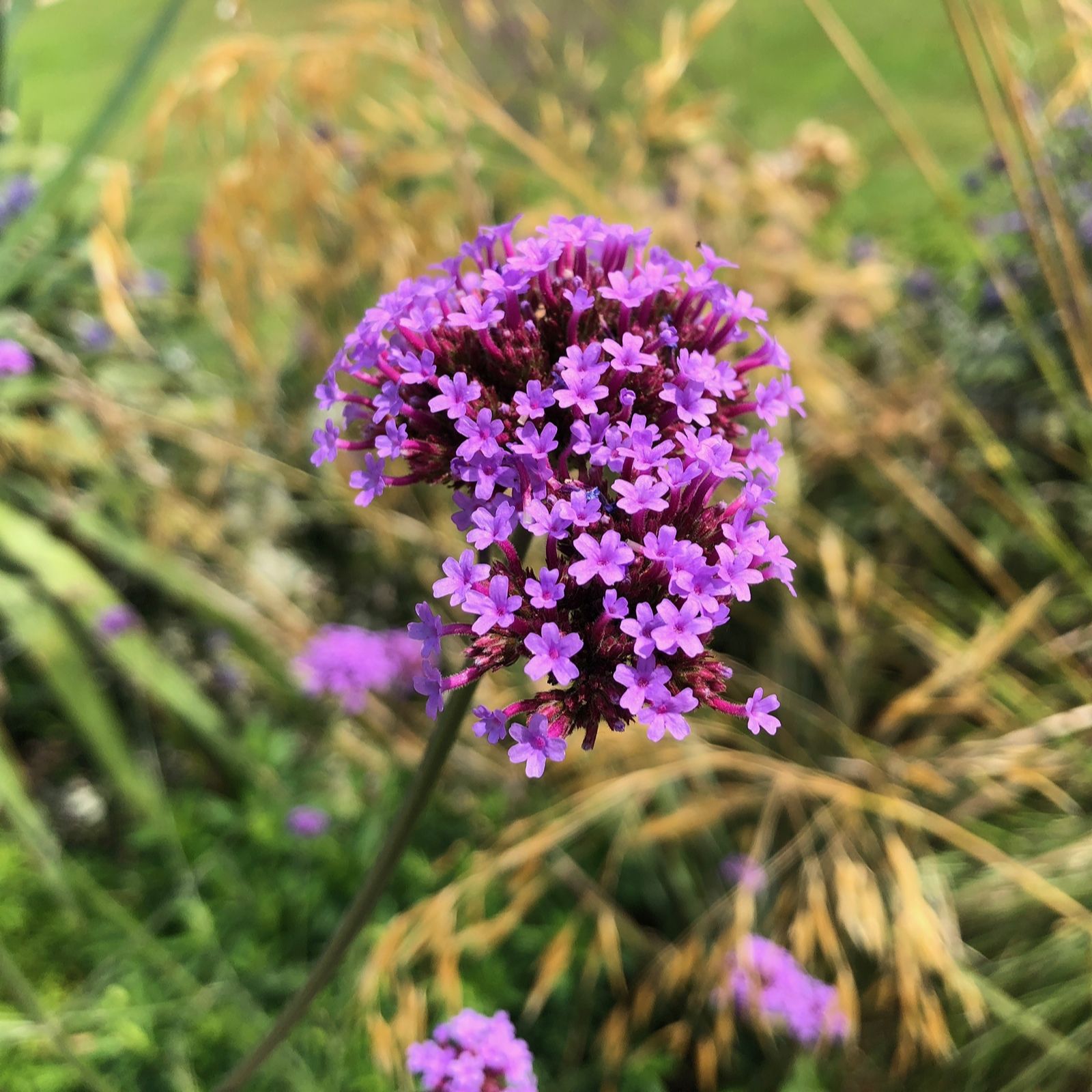 Plants2Gardens Verbena Bonariensis 3x 2ltr - QVC UK