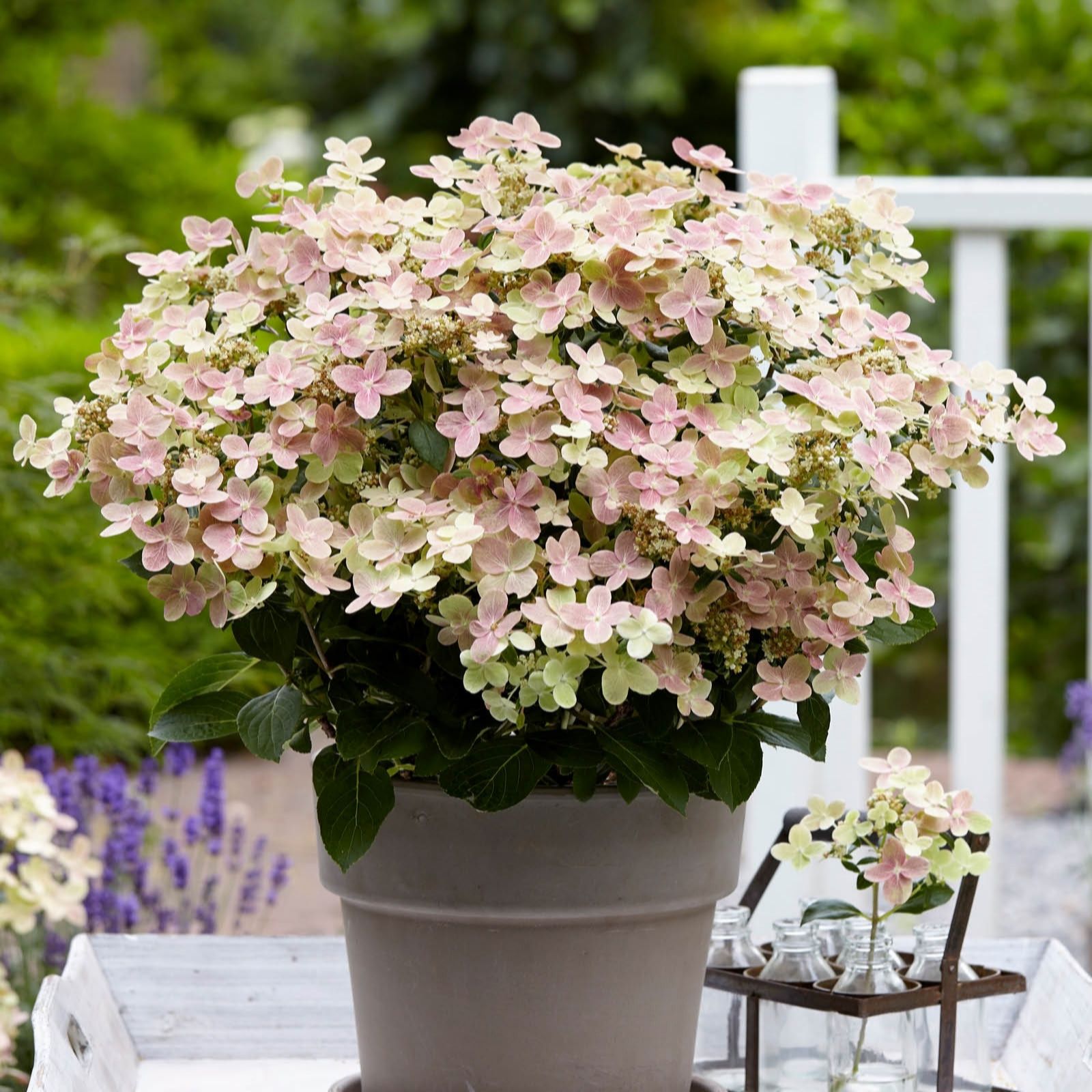 You Garden Hydrangea paniculata 'Polestar' in 9cm pots x3