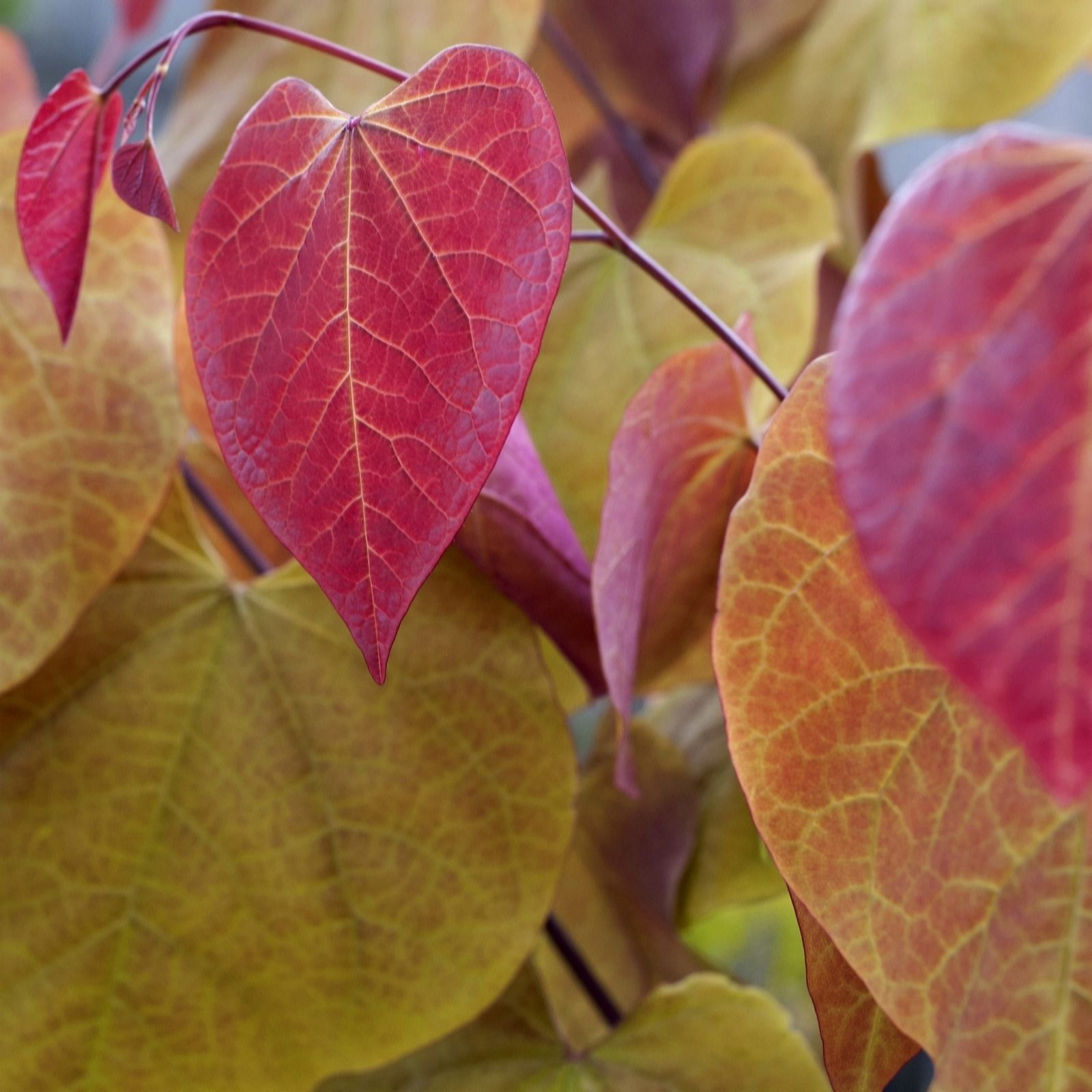 Thompson & Morgan Cercis Eternal Flame 3 Litre Pot x1