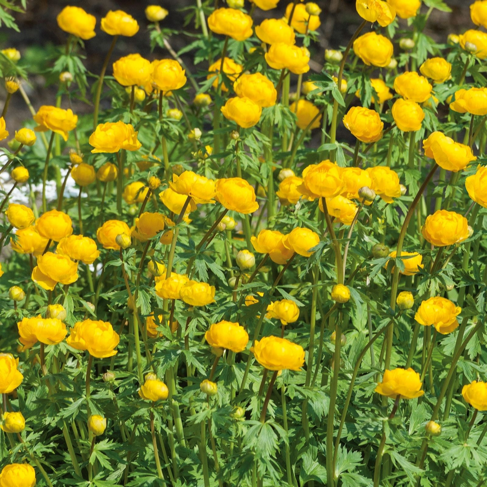 Plants2Gardens Trollius Golden Queen