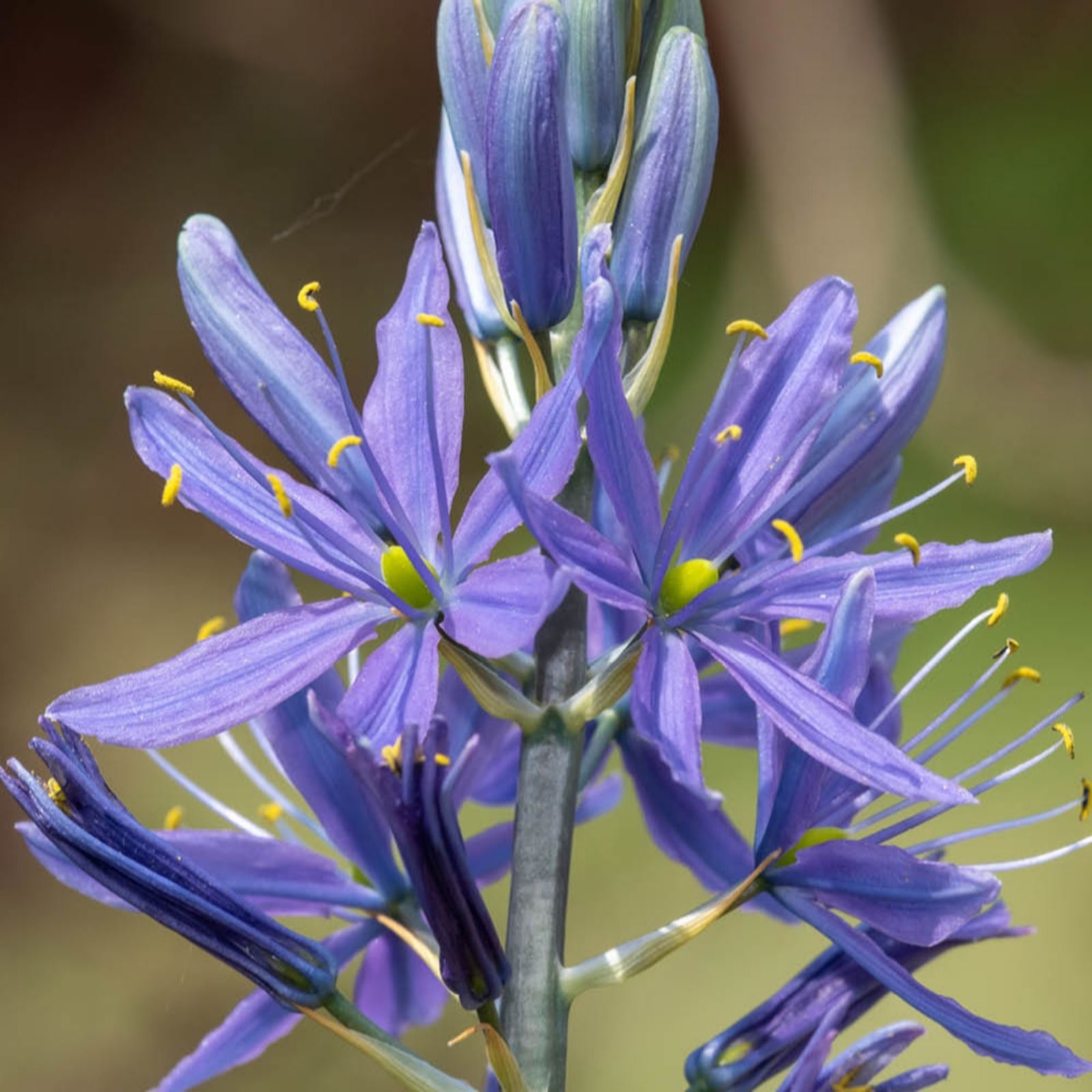 YouGarden Camassia 'quamash' x100 bulbs