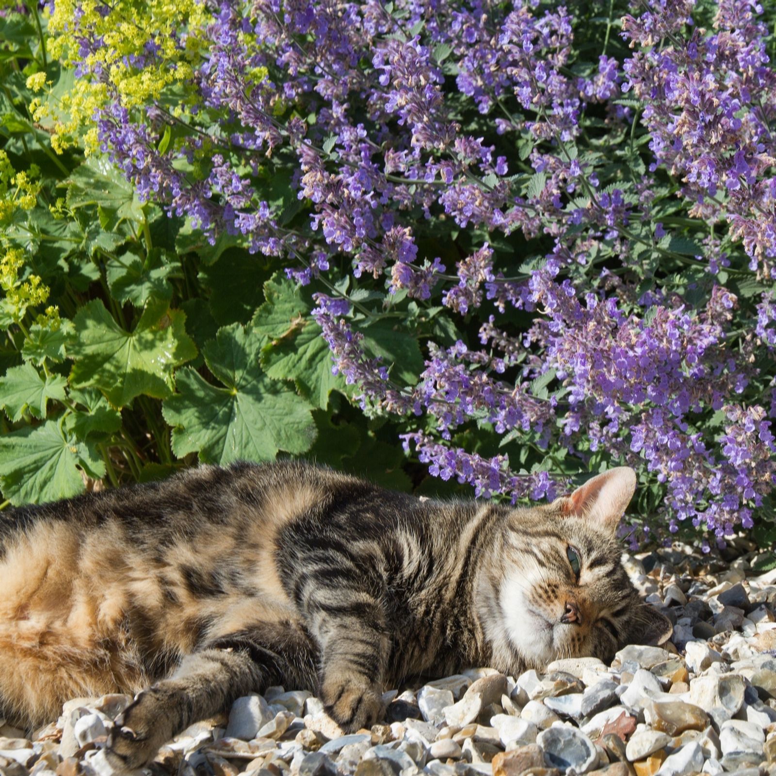 Fyne Herbs 3x 9cm Cat Herb Gift Collection