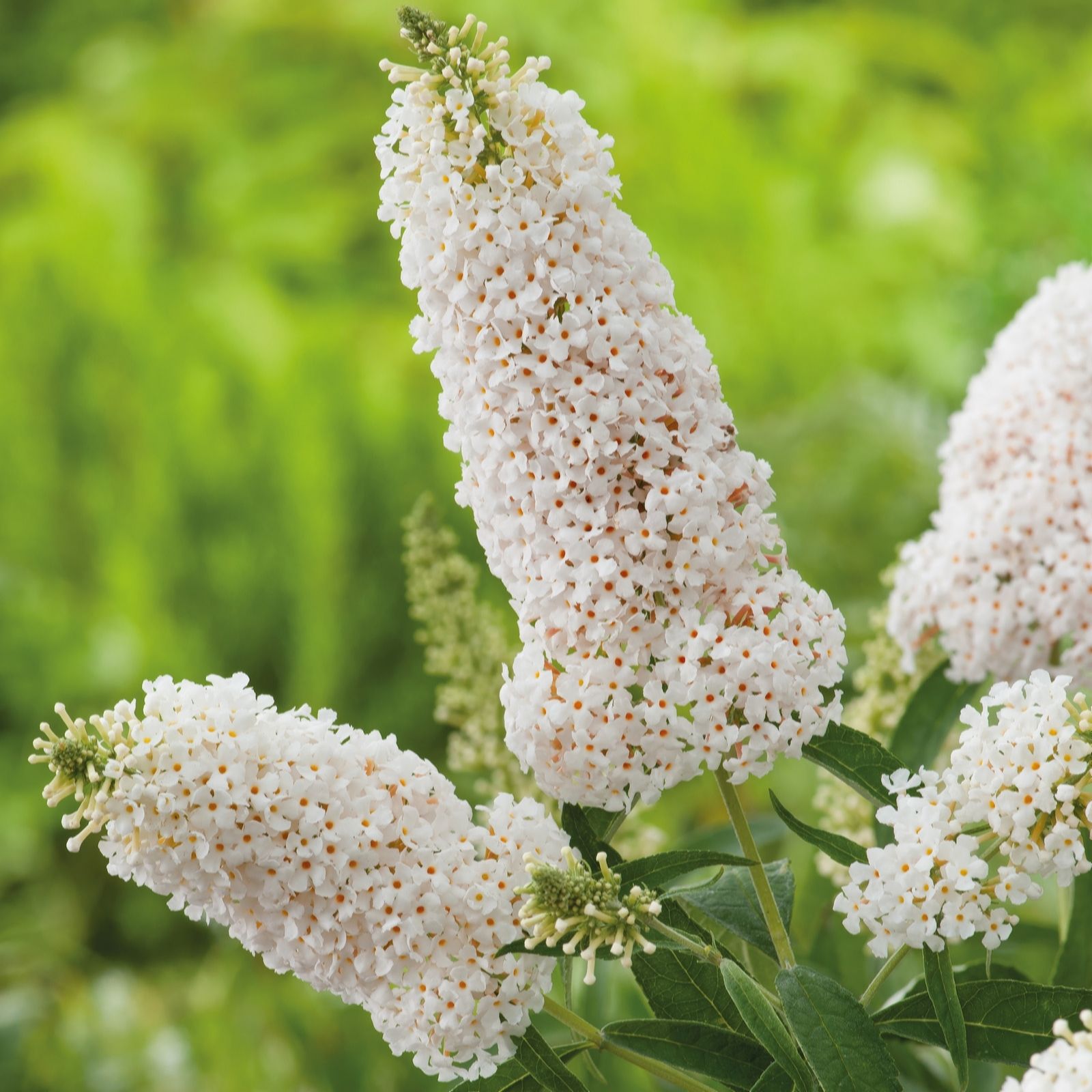 Richard Jackson Buddleja Summer Lounge White Swan 2.3l pot