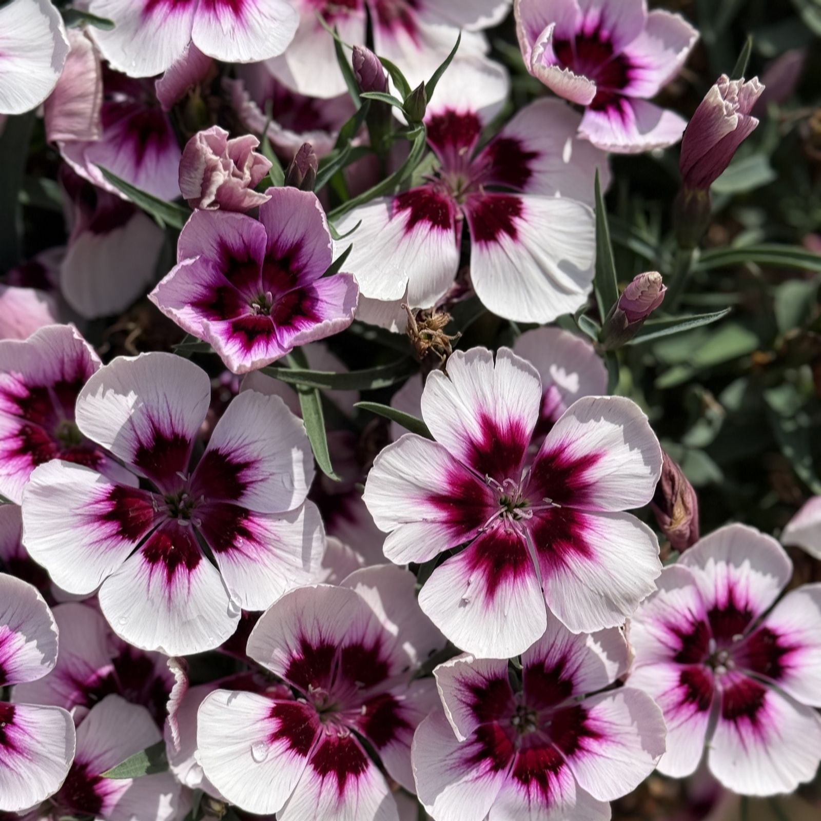 Plants2Gardens Dianthus Coronet Collection 6 x 6cm
