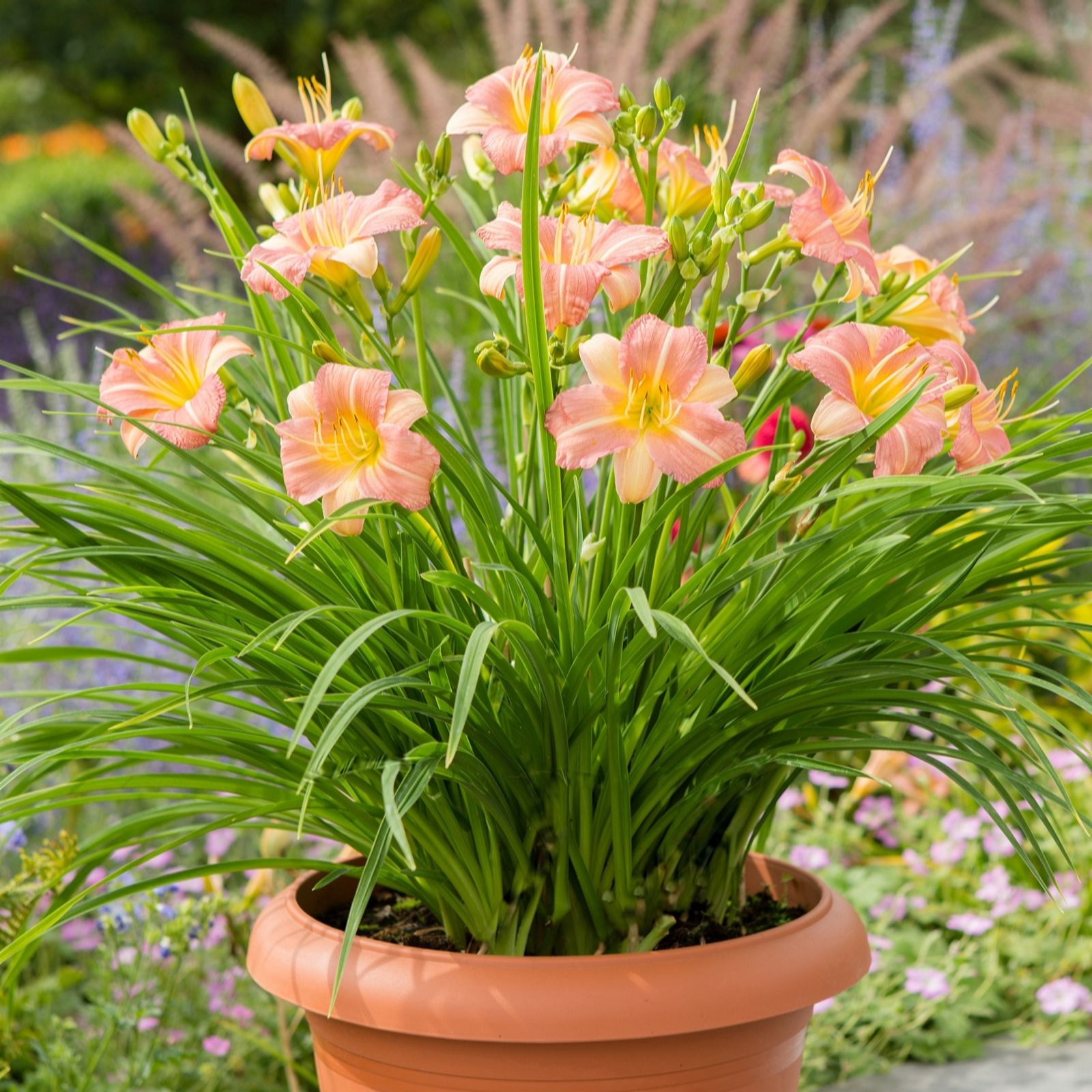 Plants2Gardens Hemerocallis Everydaylily Collection 3 x Bare Root