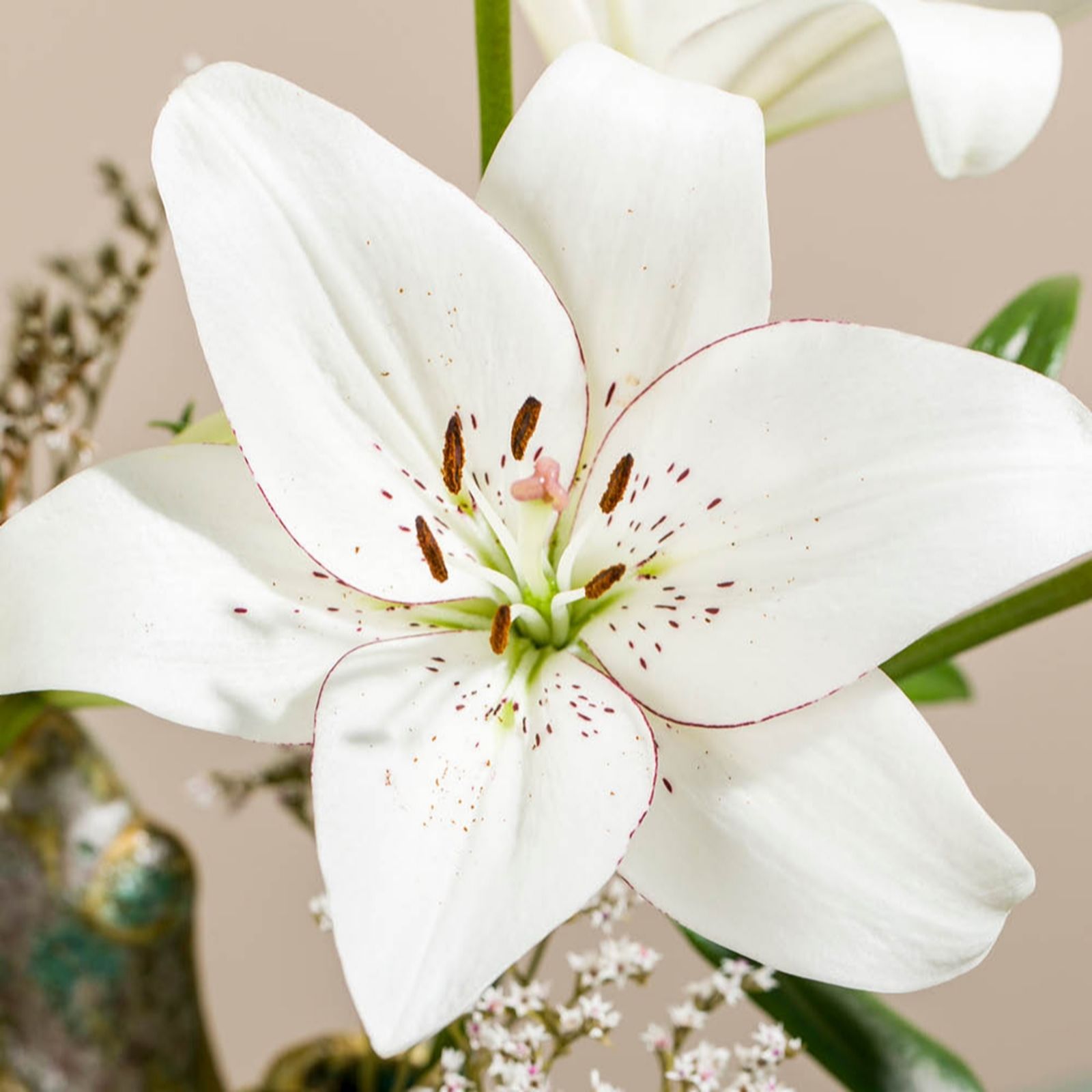  YouGarden Lily 'Eyeliner' x 24 Bulbs