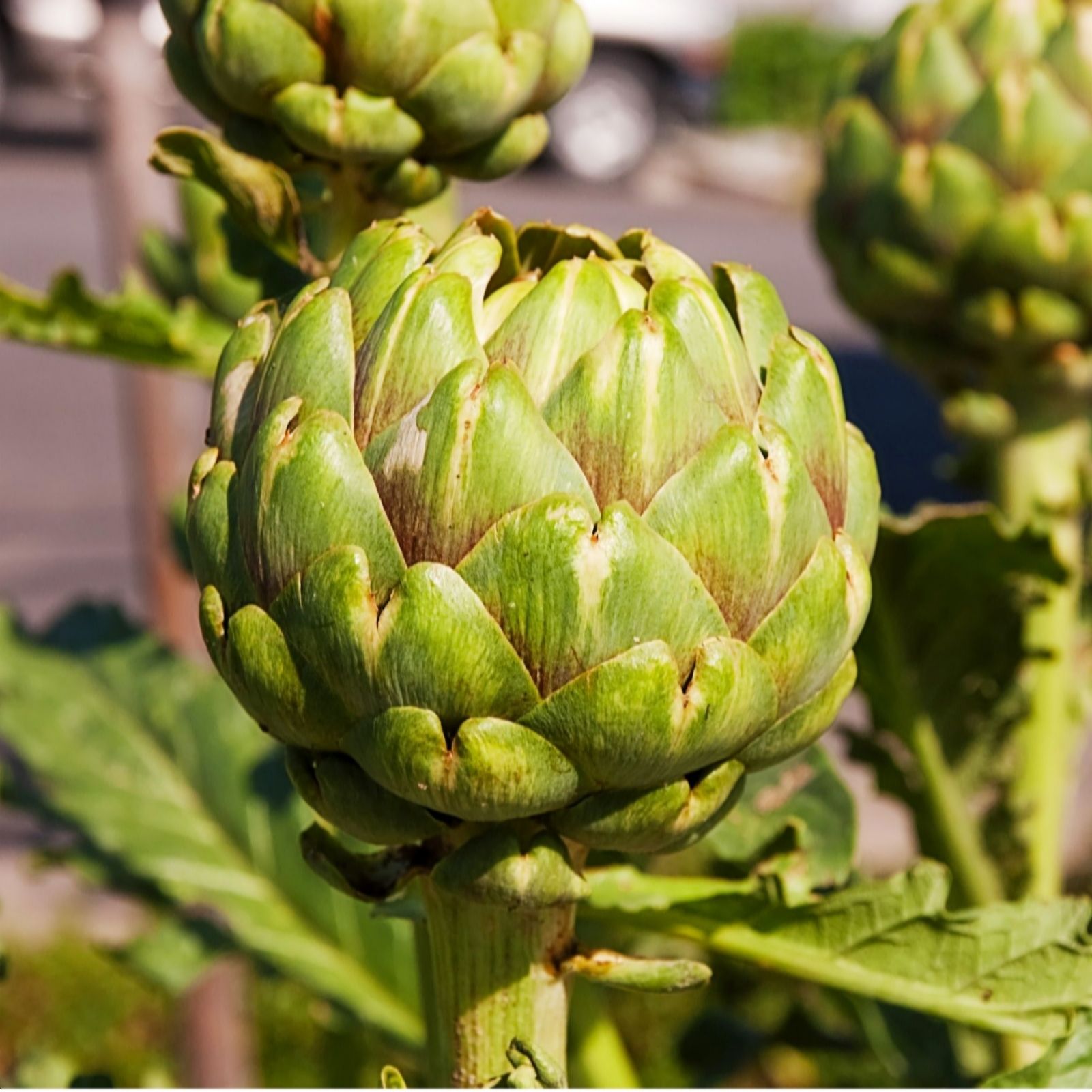 Suttons Artichoke Green Globe 2 Litre Pot x 1