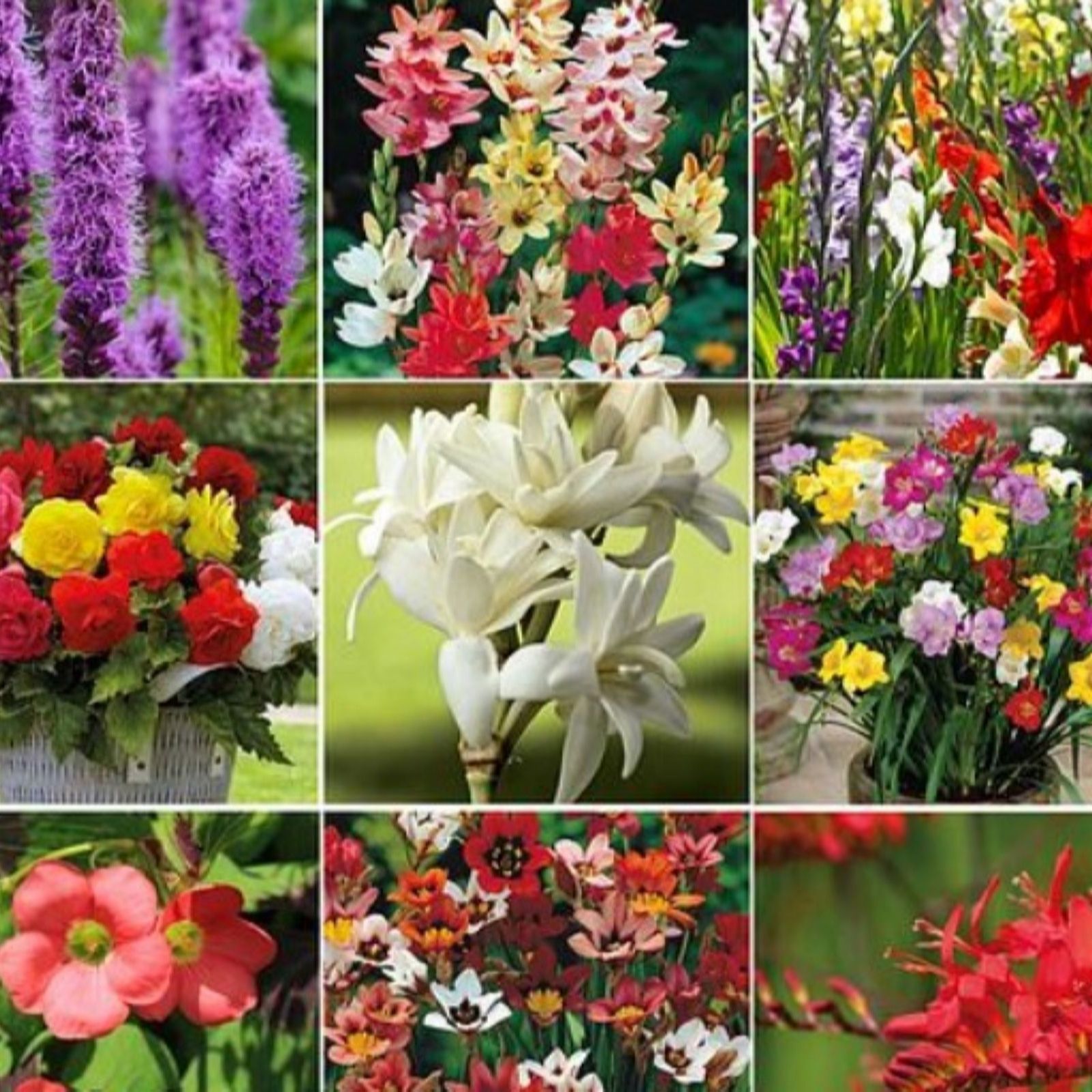 Thompson & Morgan Summer Saver Rouge Bulb Collection 138 Bulbs