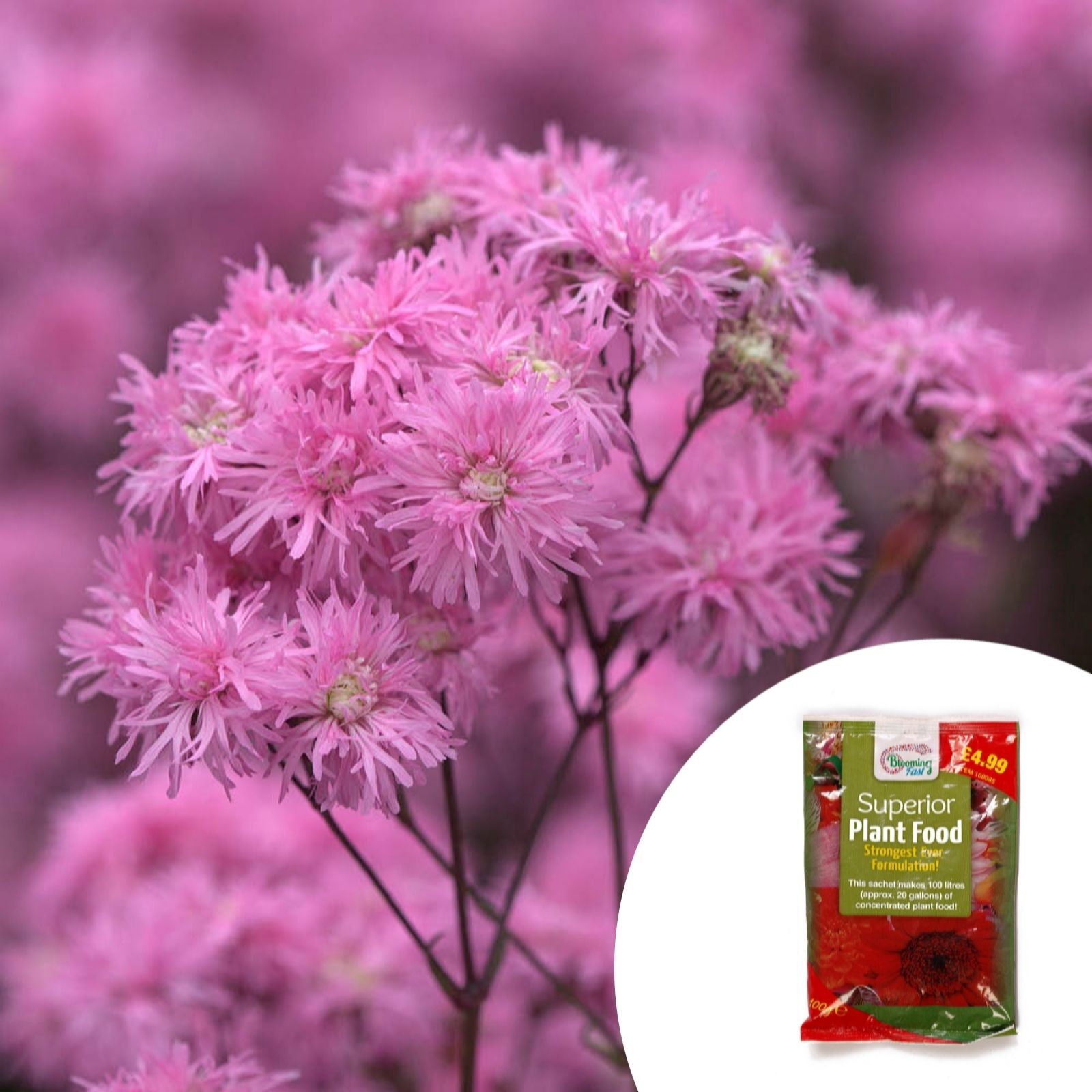 YouGarden Lychnis 'Petite Jenny' in 9cm pots x3 & 100g Fertiliser