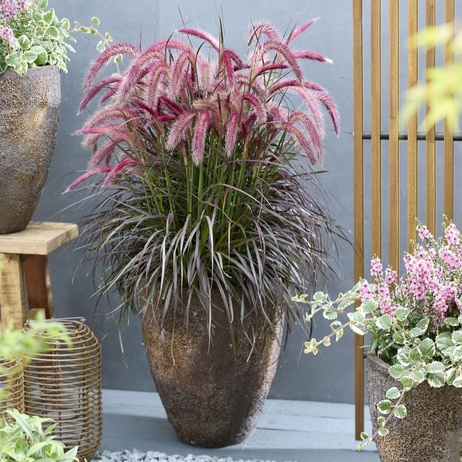 Plants2Gardens Pennisetum Tiny Tails 3 litre Potted Plant
