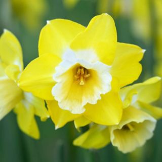 YouGarden Narcissus 'Hunters Sunrise' x24 Bulbs