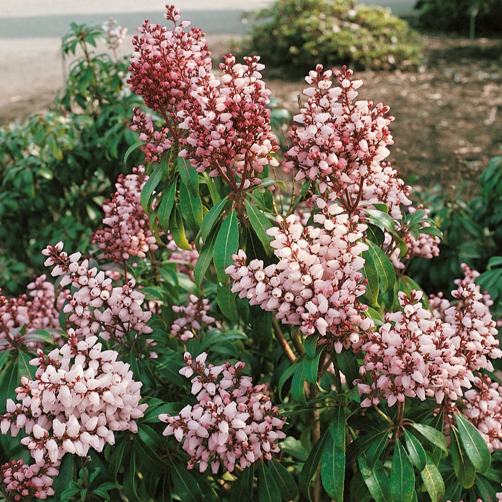 Plants 2 Gardens Pieris Bonfire 4.5 Litre Potted Plant