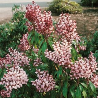 Plants2Gardens Pieris Bonfire 4.5L Potted Plant