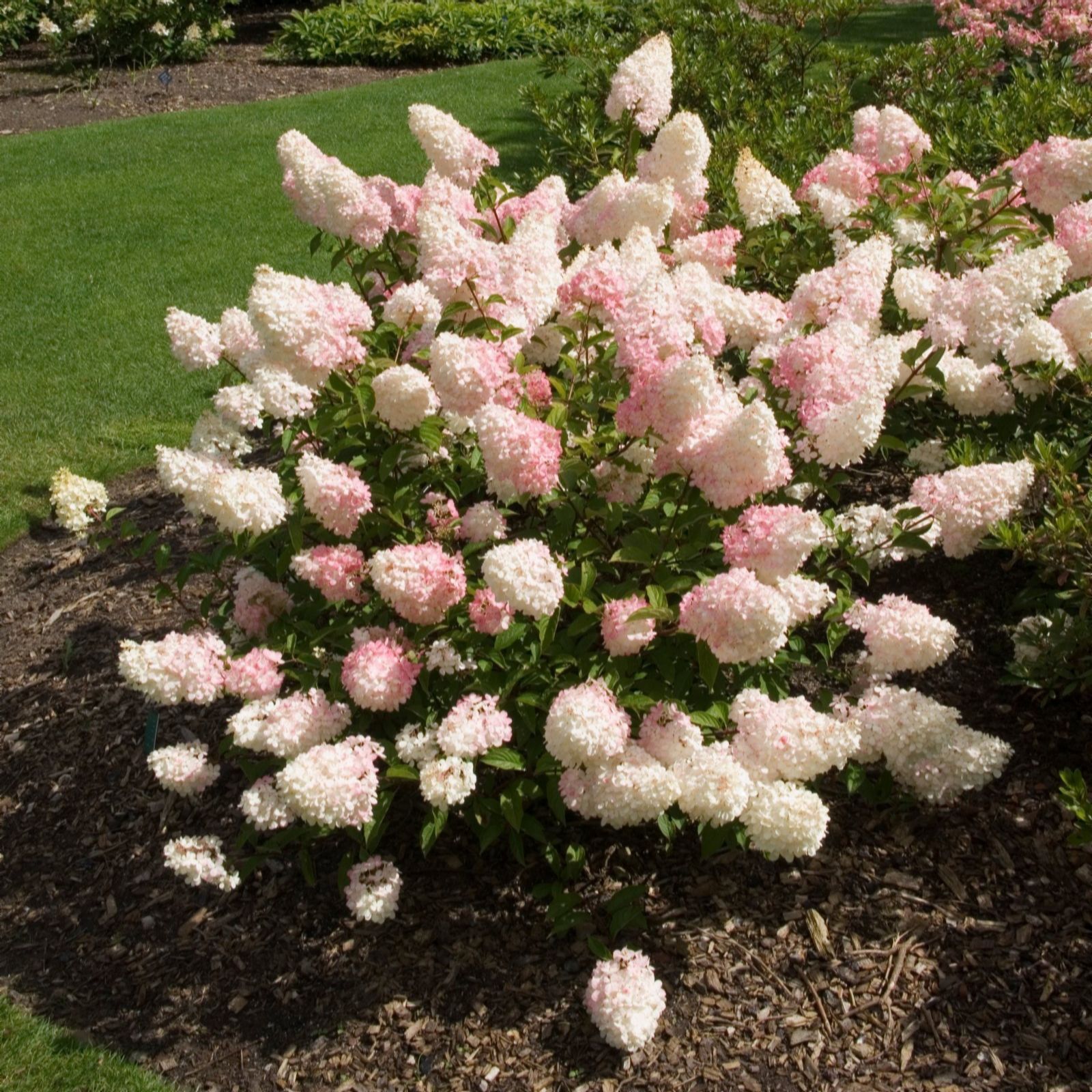 Thompson & Morgan Hydrangea Vanille Fraise 3.6 Litre Pot x 1