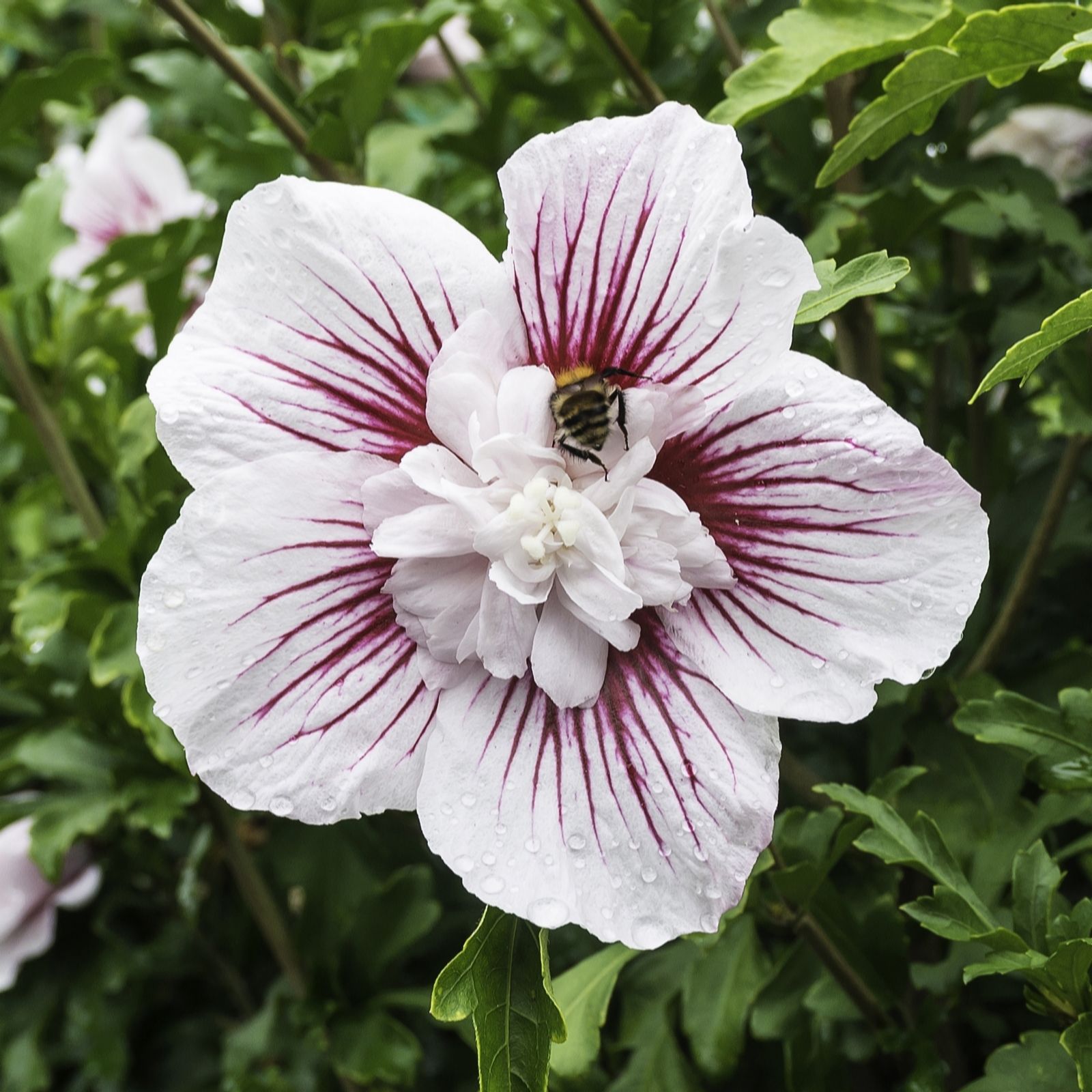 YouGarden Hibiscus 'Starburst Chiffon' in a 3L Pot