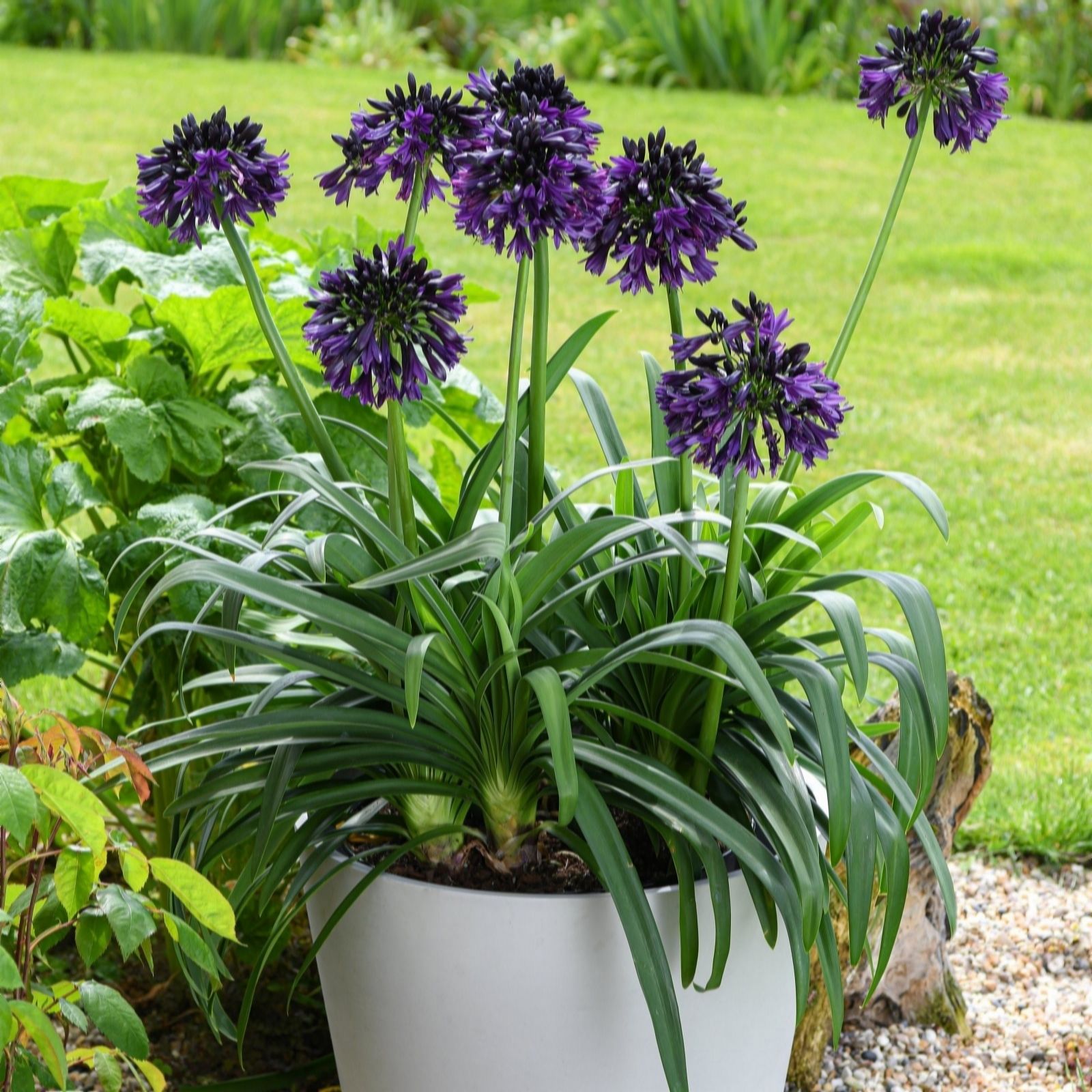 Thompson & Morgan Agapanthus Black Jack 9cm Pot x2