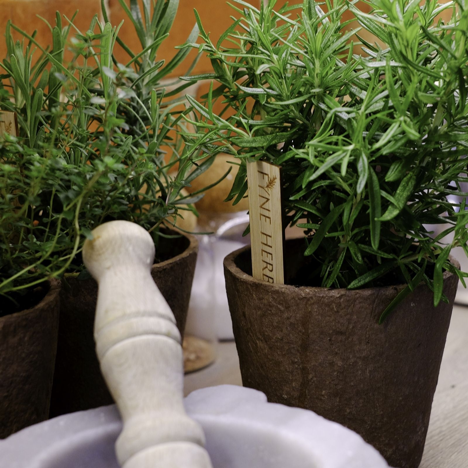 Fyne Herbs 3x 9cm Kitchen Herb Gift Collection