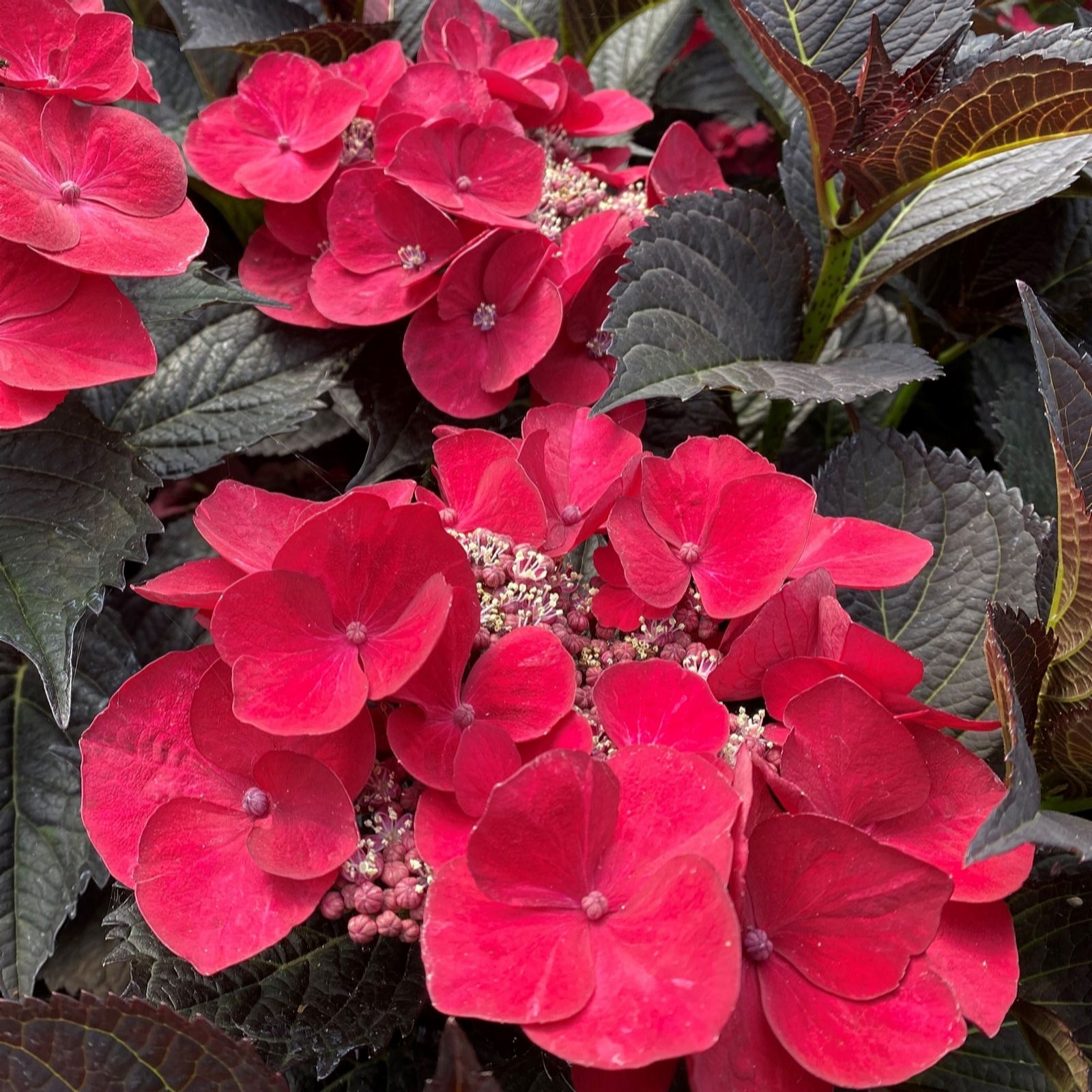 Richard Jackson Hydrangea Dark Zeta Noir 3l Pot