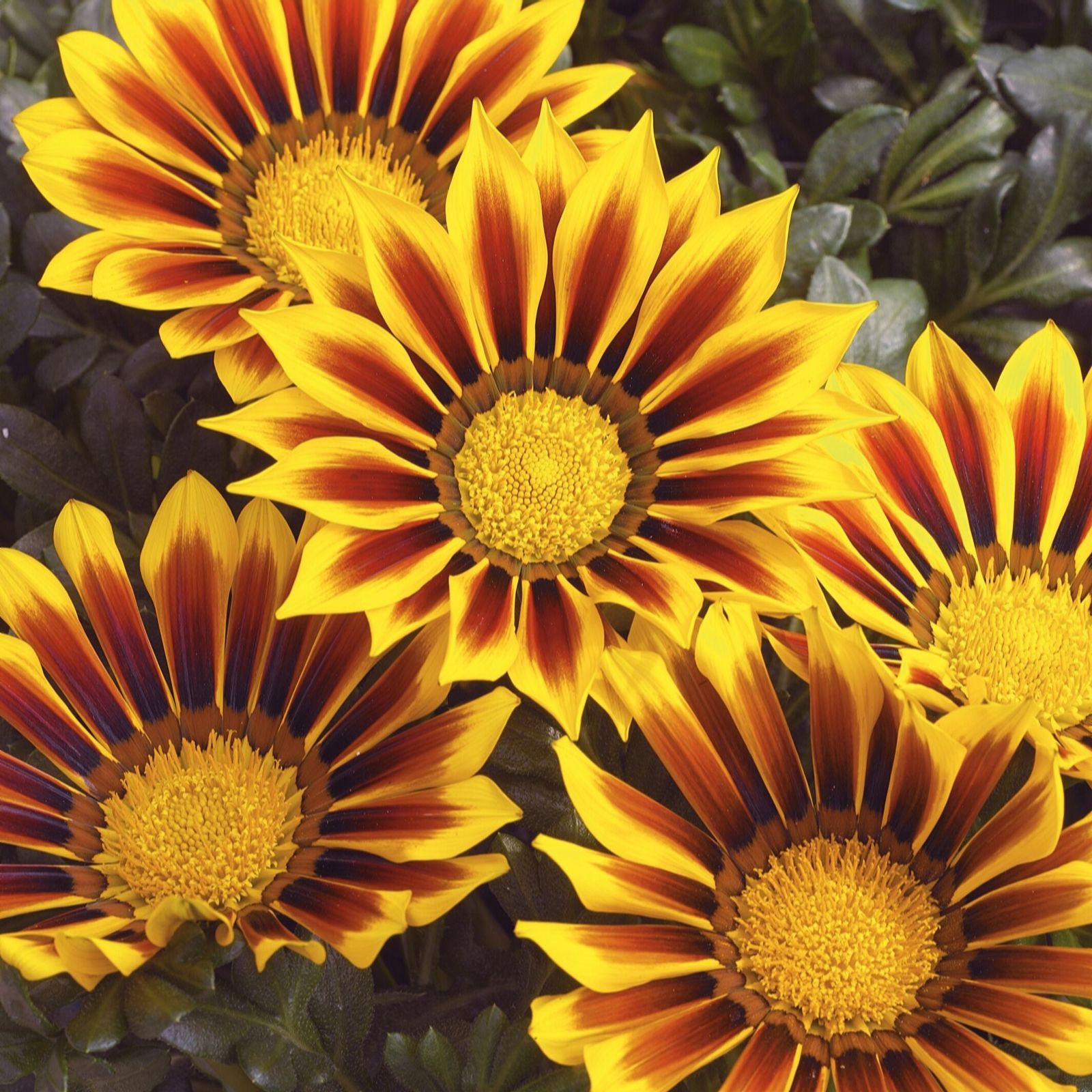 Plants 2 Gardens Gazania Kiss Collection 6 x 6cm
