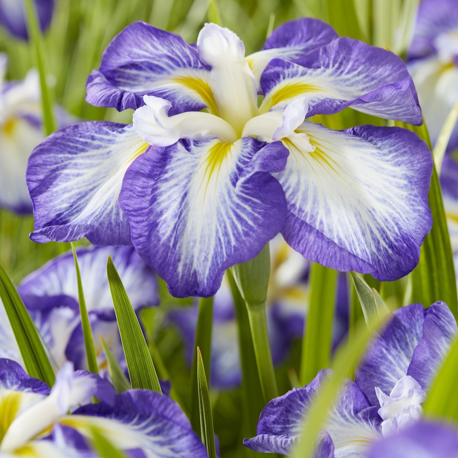 Plants2Gardens Iris Ensata Dinner Plate Collection 3 x Bare Root