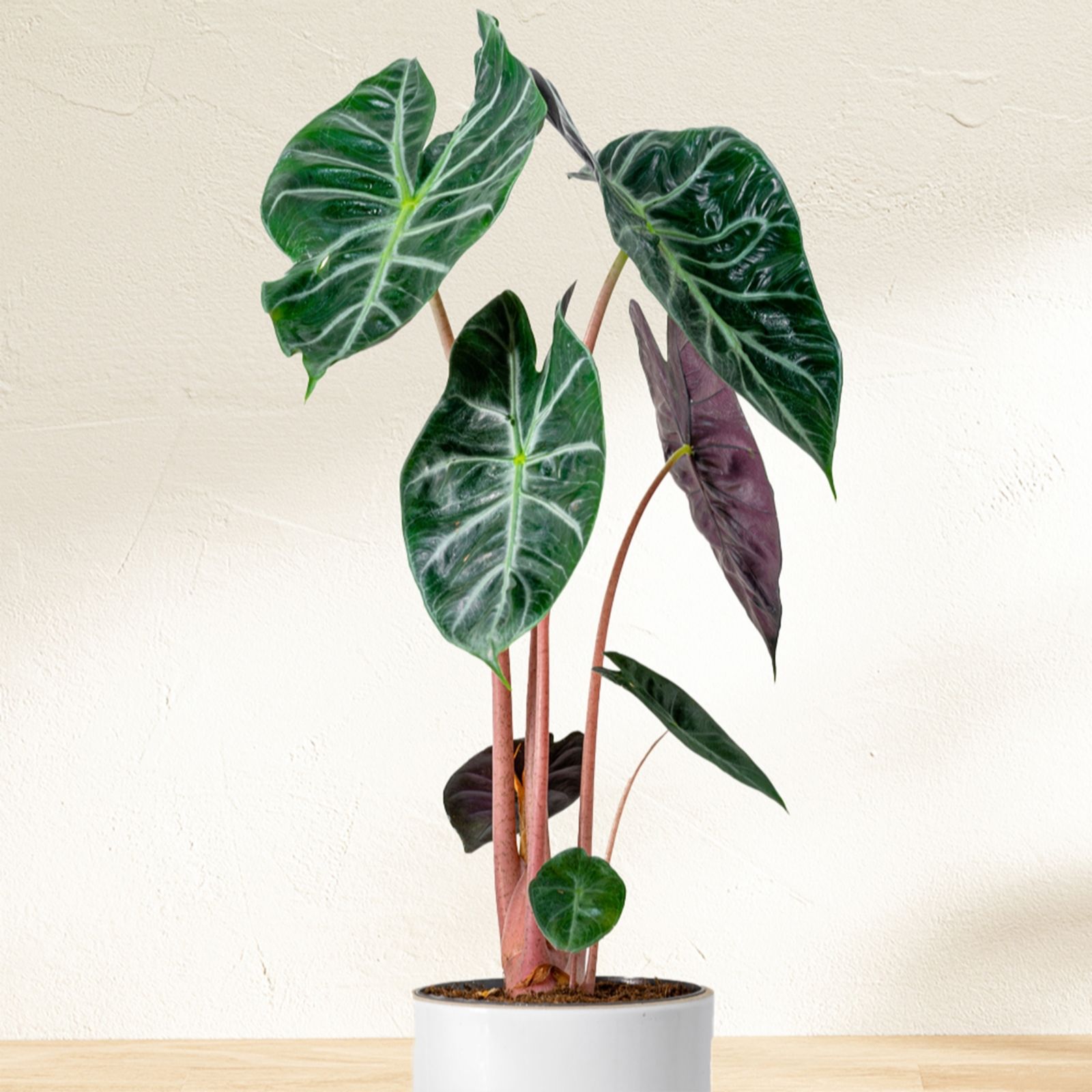 YouGarden Alocasia 'Pink Dragon' in a 12cm Pot