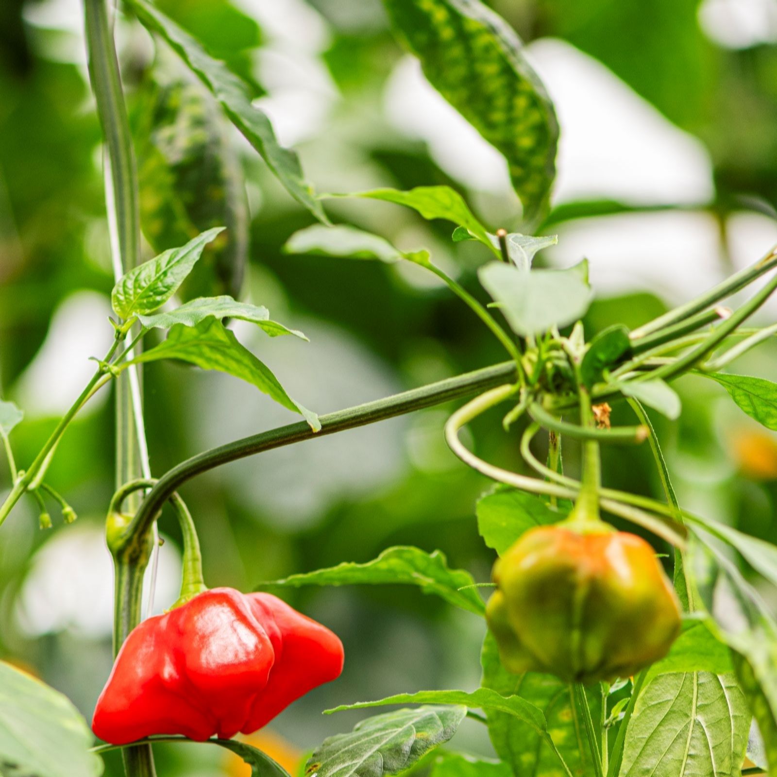 Suttons Pepper (Sweet) Coronet F1 9cm Pot x 3