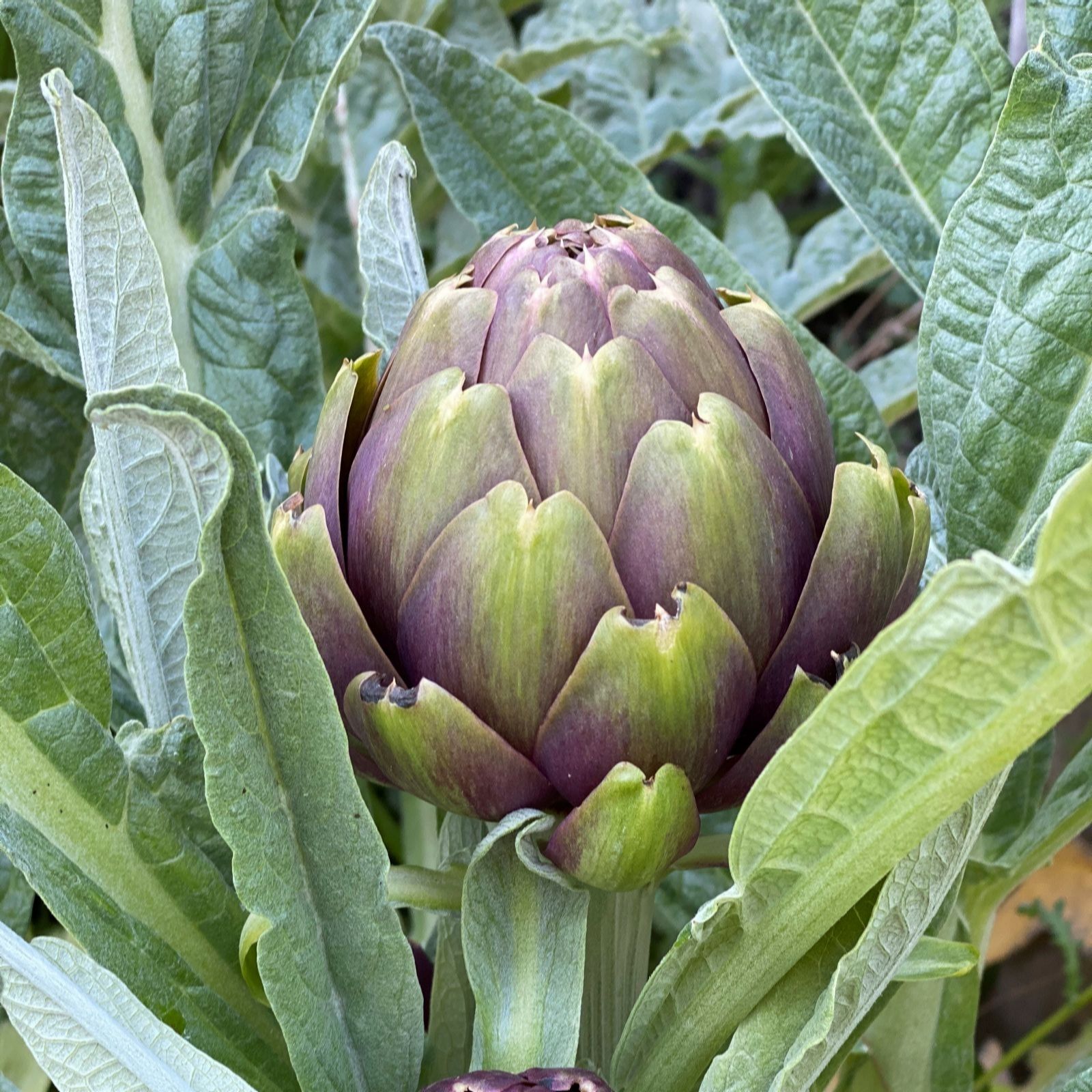 Suttons Artichoke Purple Globe 2 Litre Pot x 1