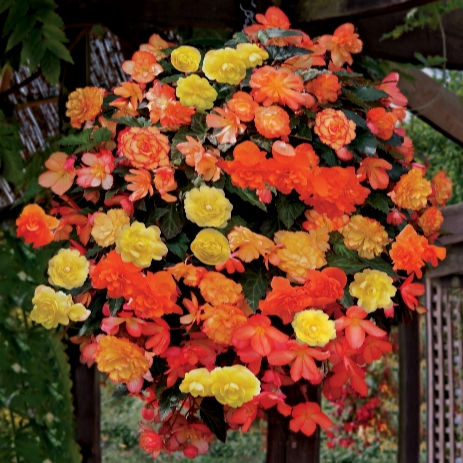 de Jager Begonias Astounding Apricot Shades Mix x 12