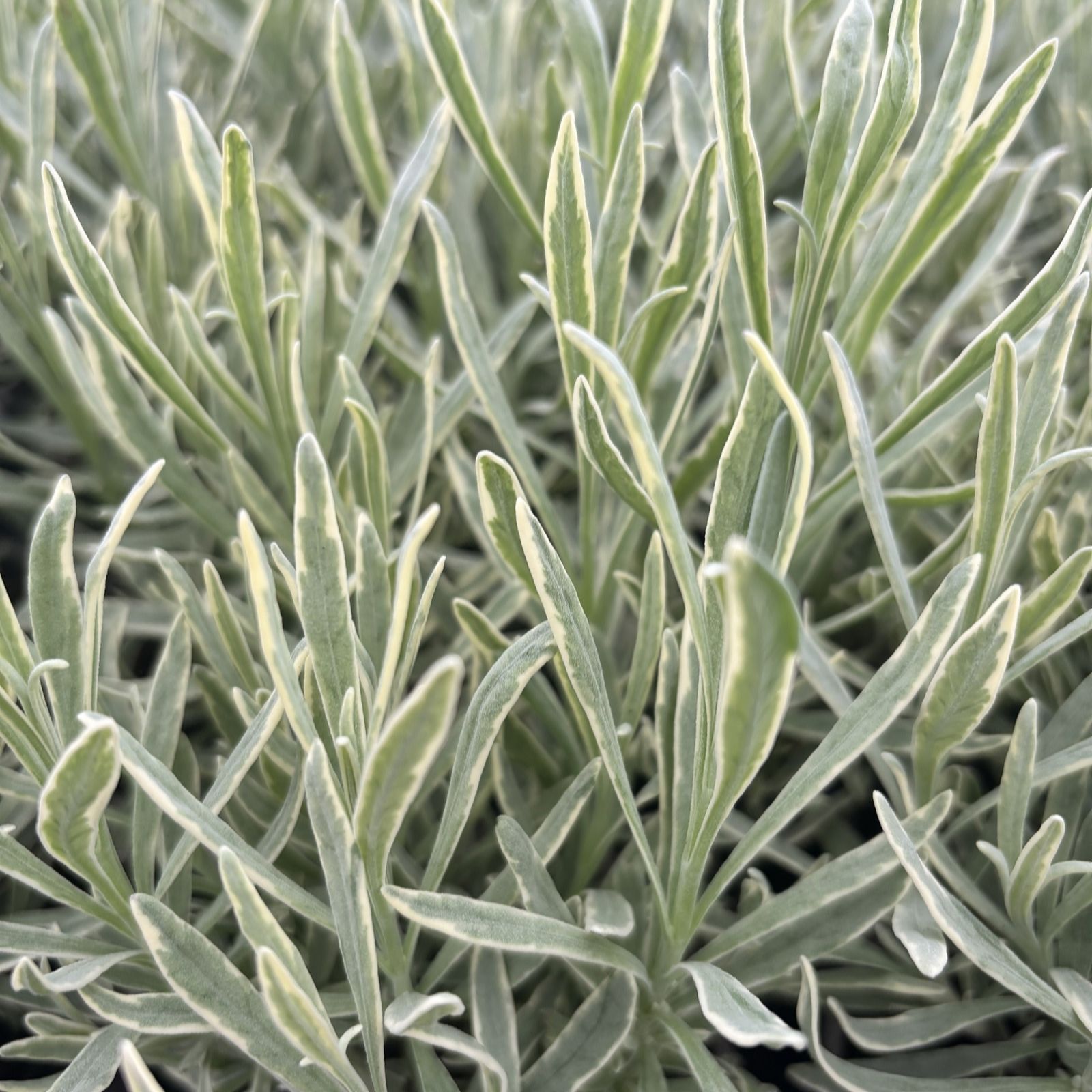 Plants2Gardens Lavender Silver Edge 3x 9cm Potted Plants