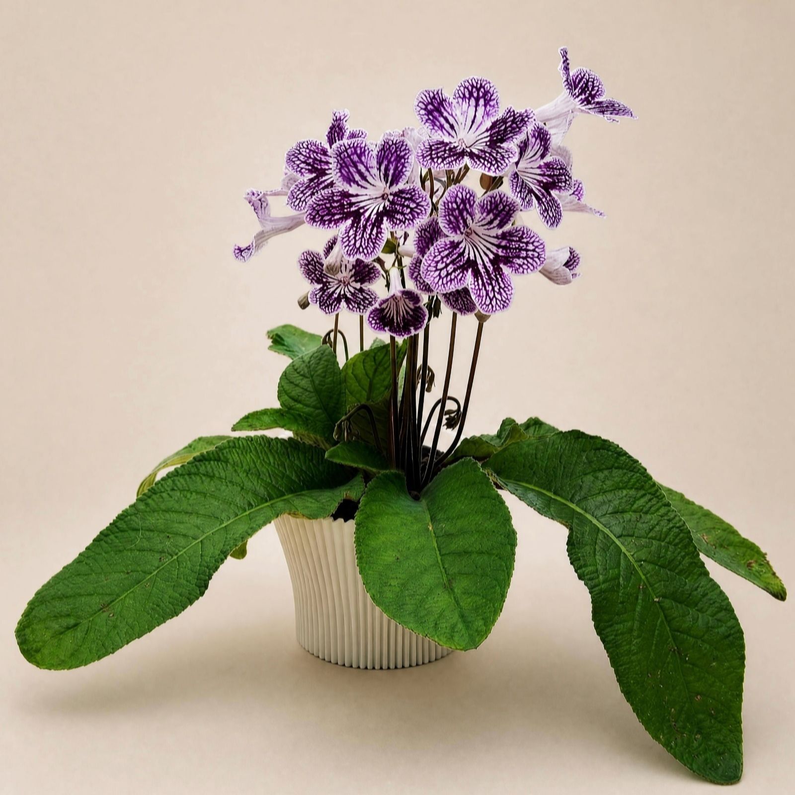 Dibleys Streptocarpus Polka-Dot Purple 12cm Potted Plant & Cover Pot