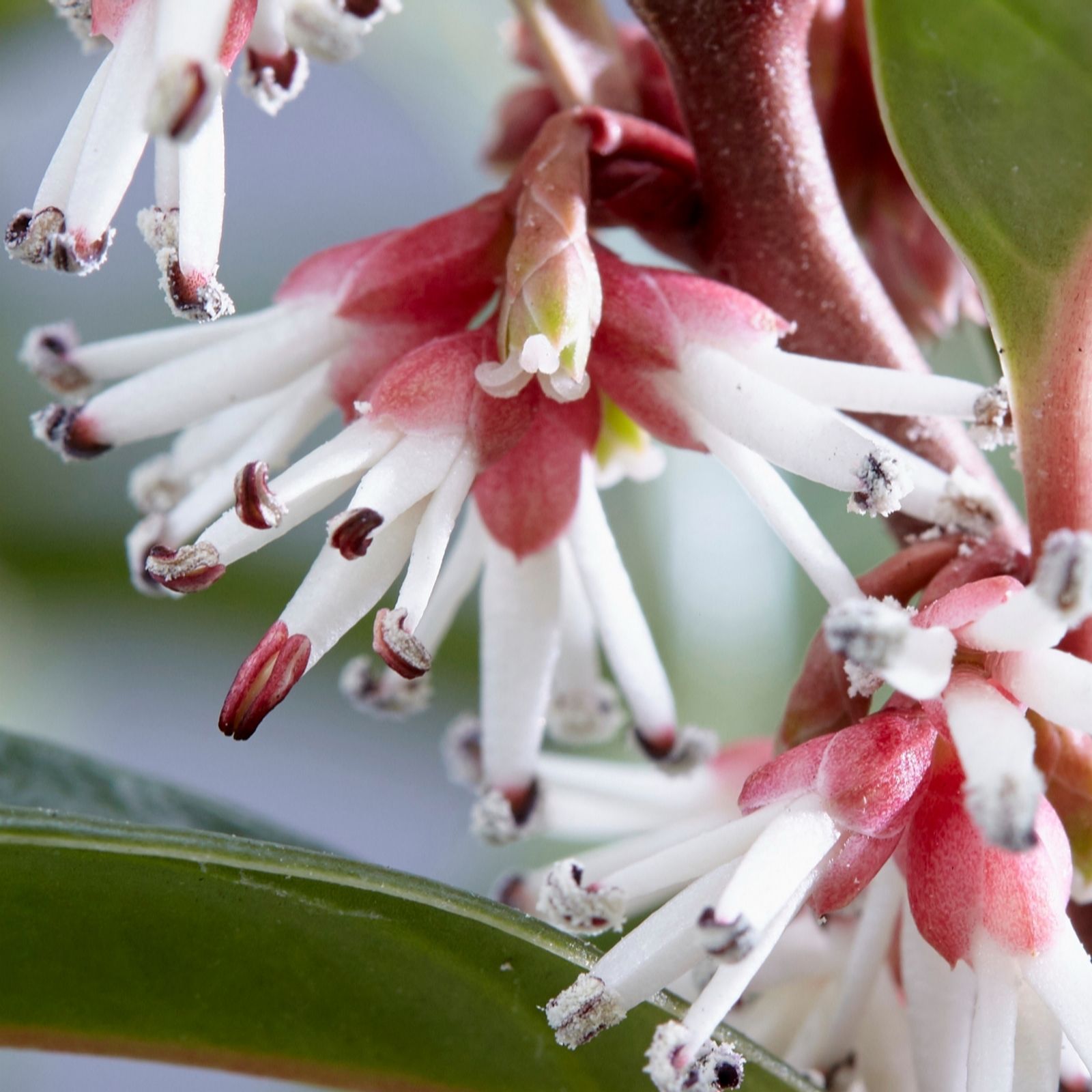 Plants 2 Gardens Sarcococca Winter Gem 4.5 Litre Potted Plant