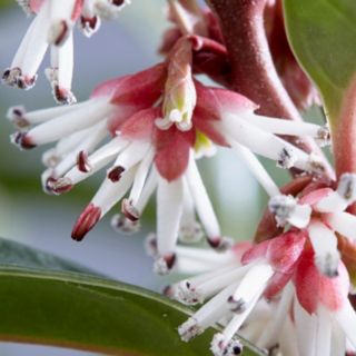 Plants2Gardens Sarcococca Winter Gem 4.5 Litre Potted Plant
