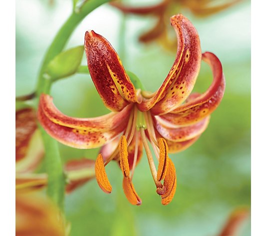 de Jager Magnificent Extra Large Scented Martagon Lilies 6x Bulbs