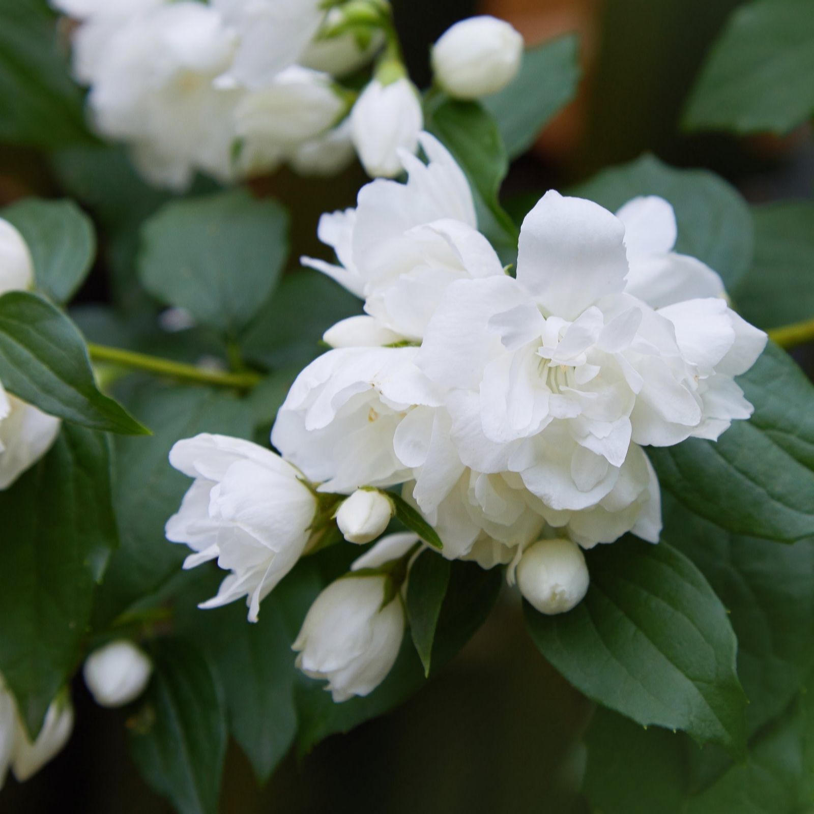 Thompson & Morgan Philadelphus Snowbelle 3.6 Litre Pot x 1