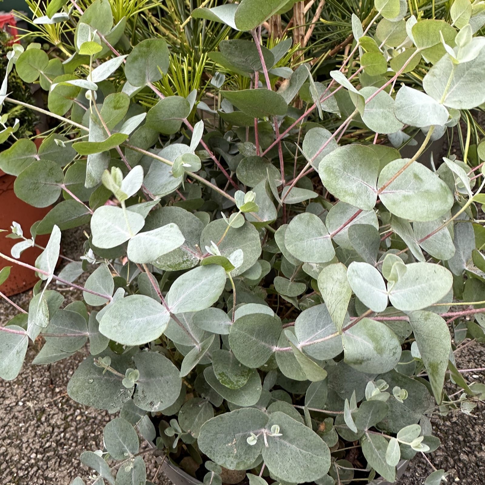 Plants2Gardens Eucalyptus Gunnii in 5 Litre Pot - QVC UK