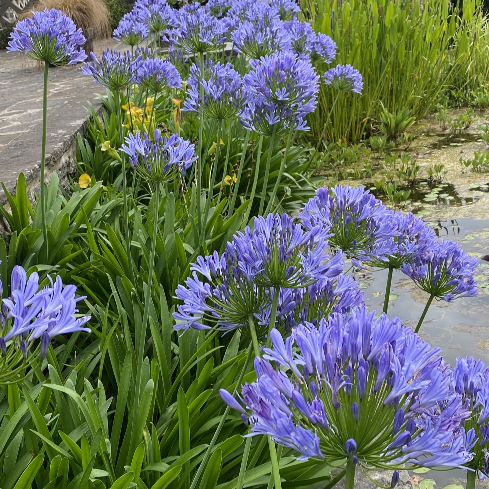 Plants2Gardens Agapanthus Africanus 10ltr